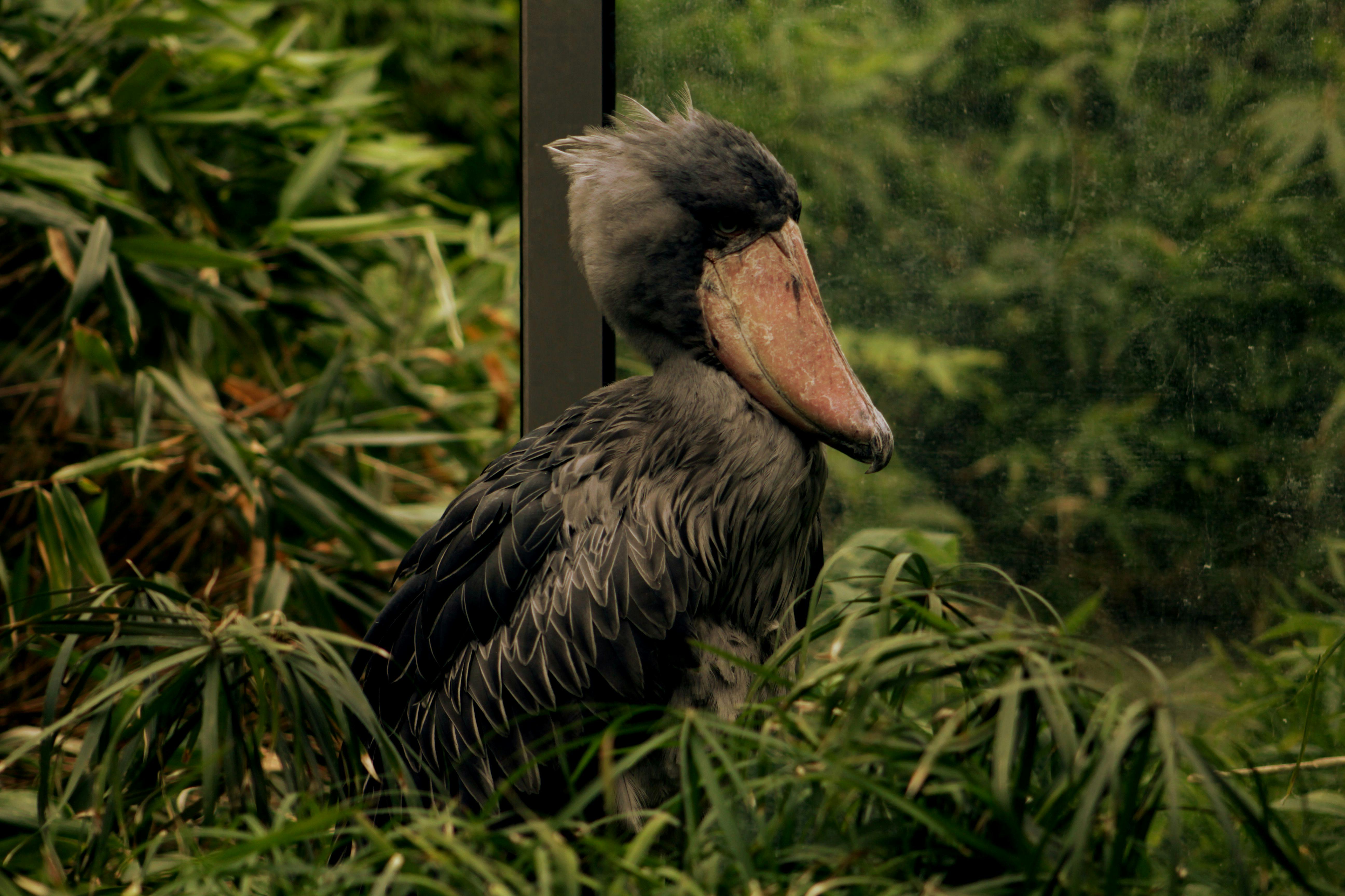 Shoebill Wallpapers - Top Free Shoebill Backgrounds - WallpaperAccess