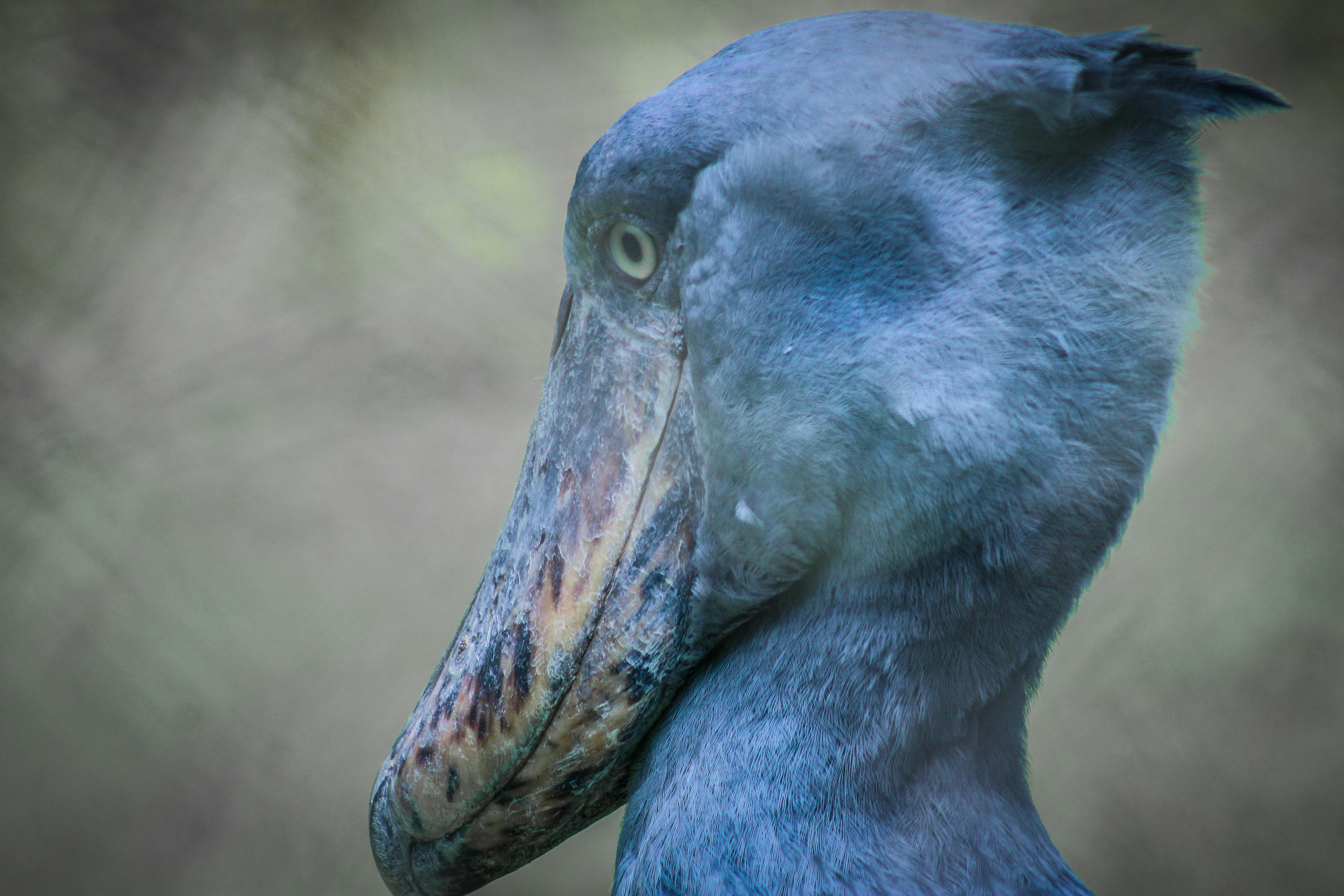 Shoebill Wallpapers Top Free Shoebill Backgrounds WallpaperAccess
