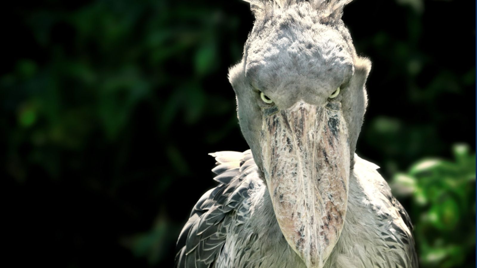 1600x900 African bird that eats baby crocodiles