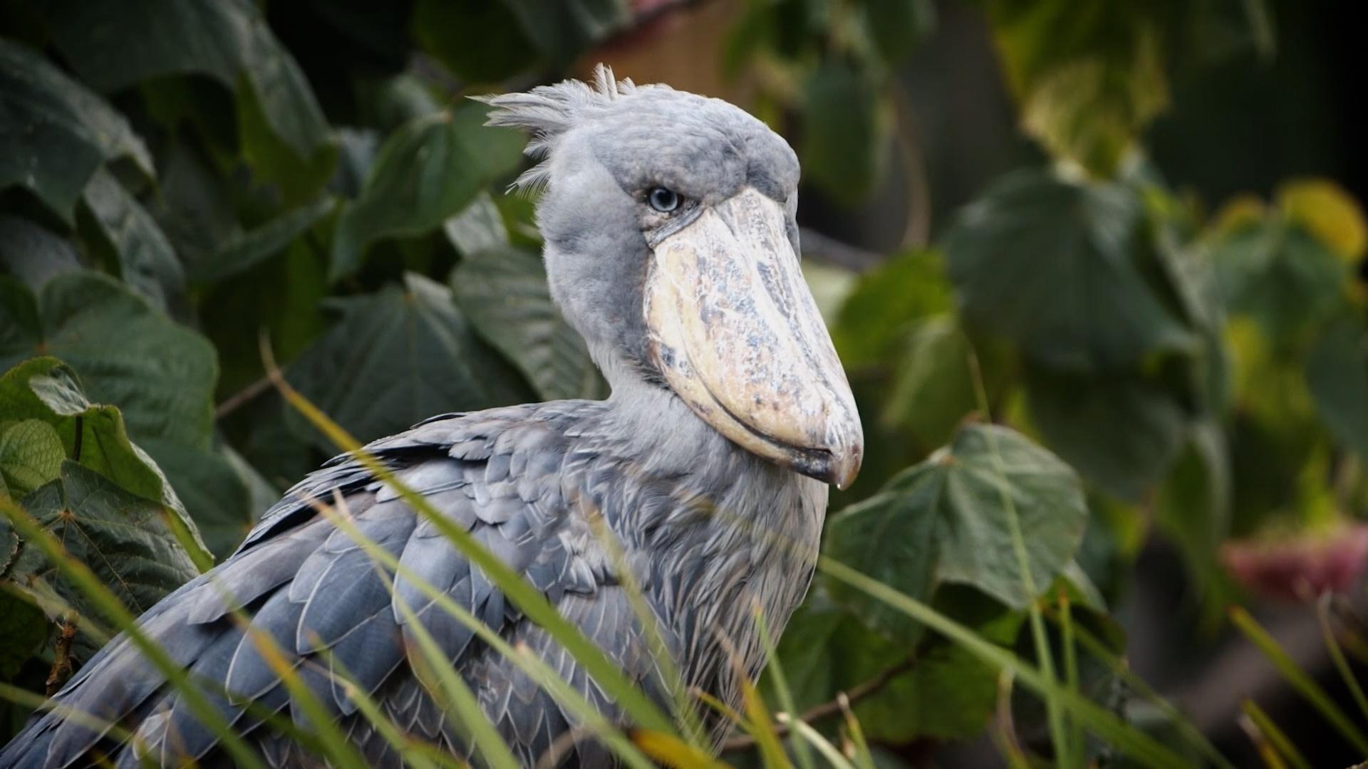 Shoebill Wallpapers - Top Free Shoebill Backgrounds - WallpaperAccess