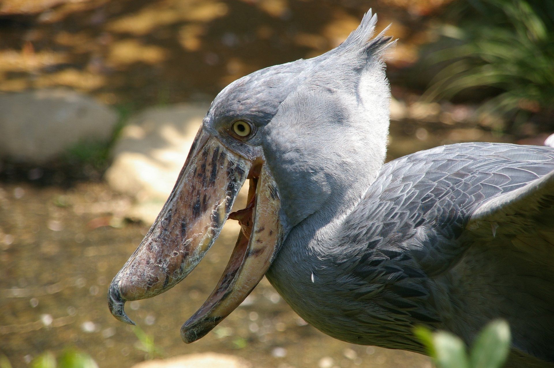 1920x1277 Download Animal Shoebill HD Wallpaper