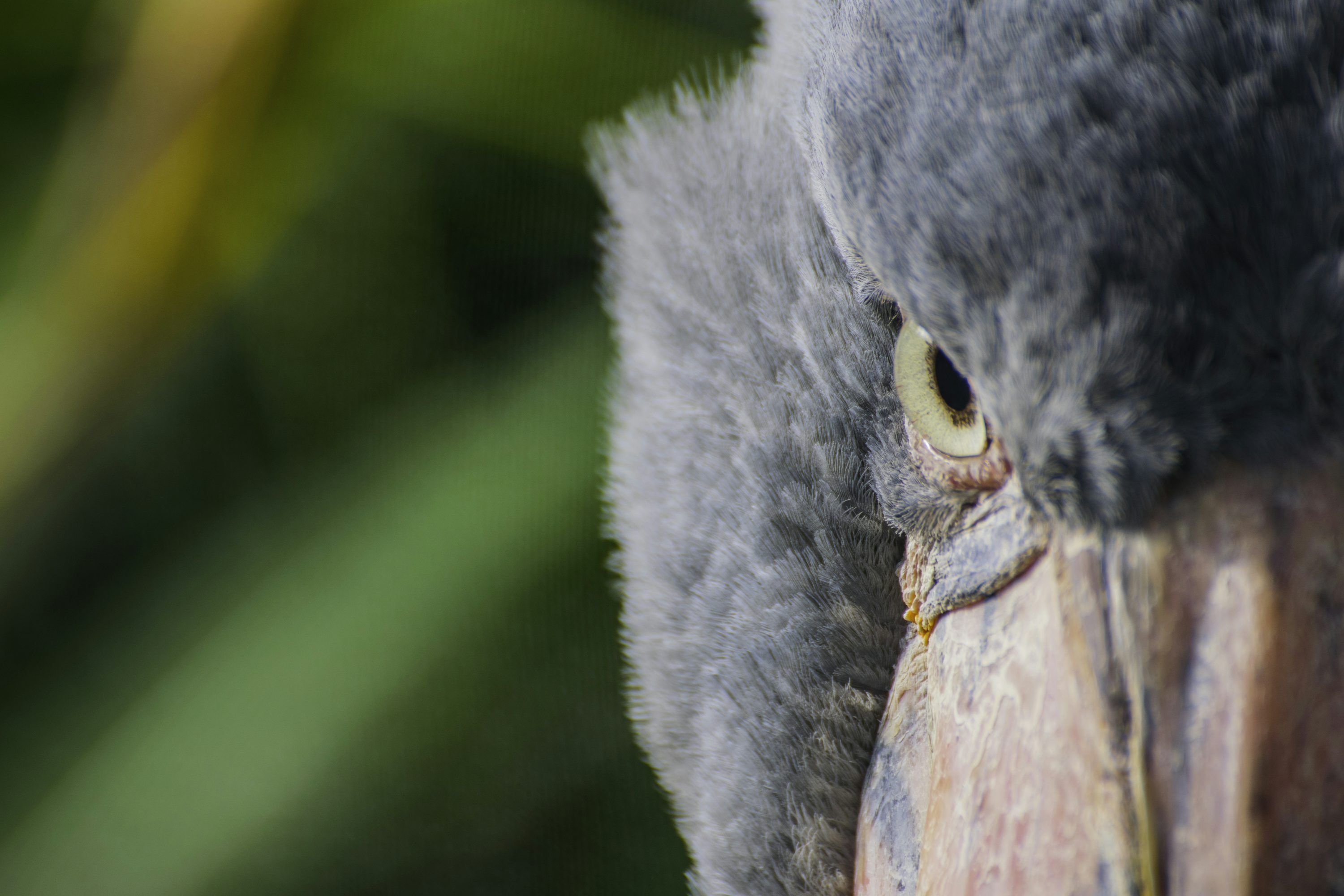 Shoebill Wallpapers - Top Free Shoebill Backgrounds - WallpaperAccess