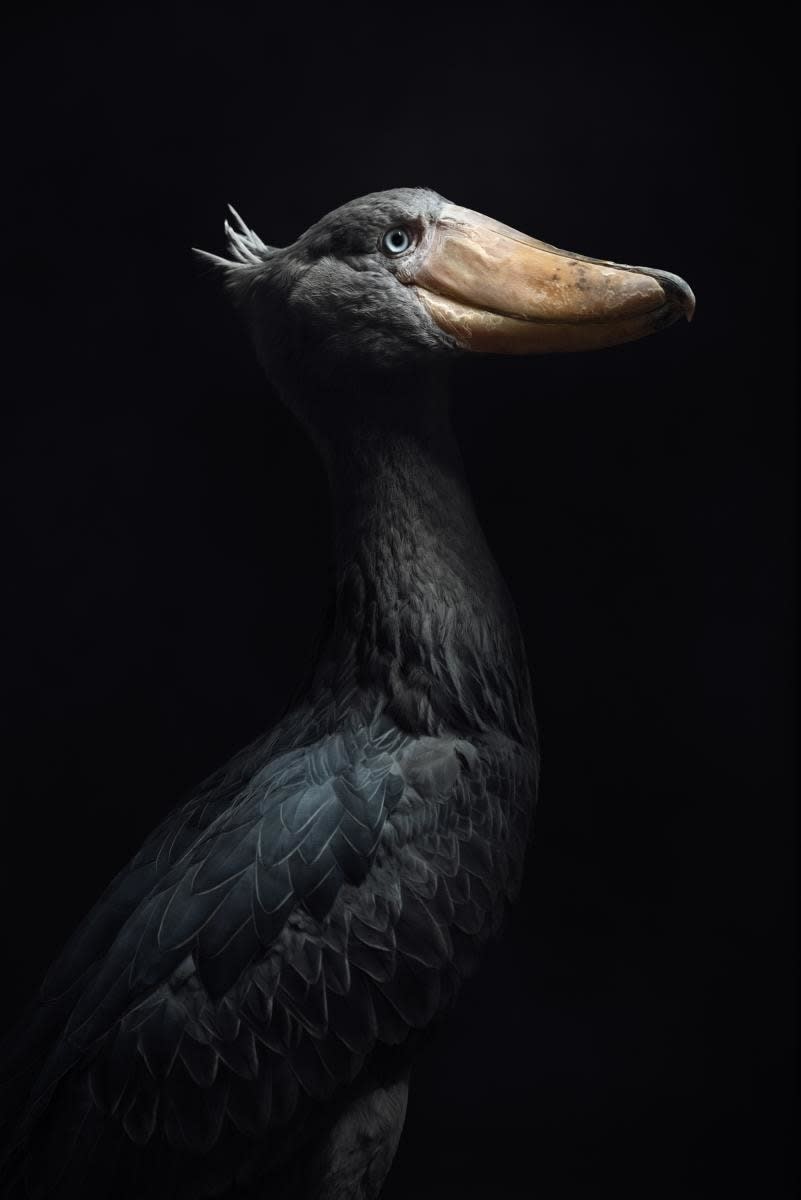 801x1200 Vincent Lagrange, Shoebill