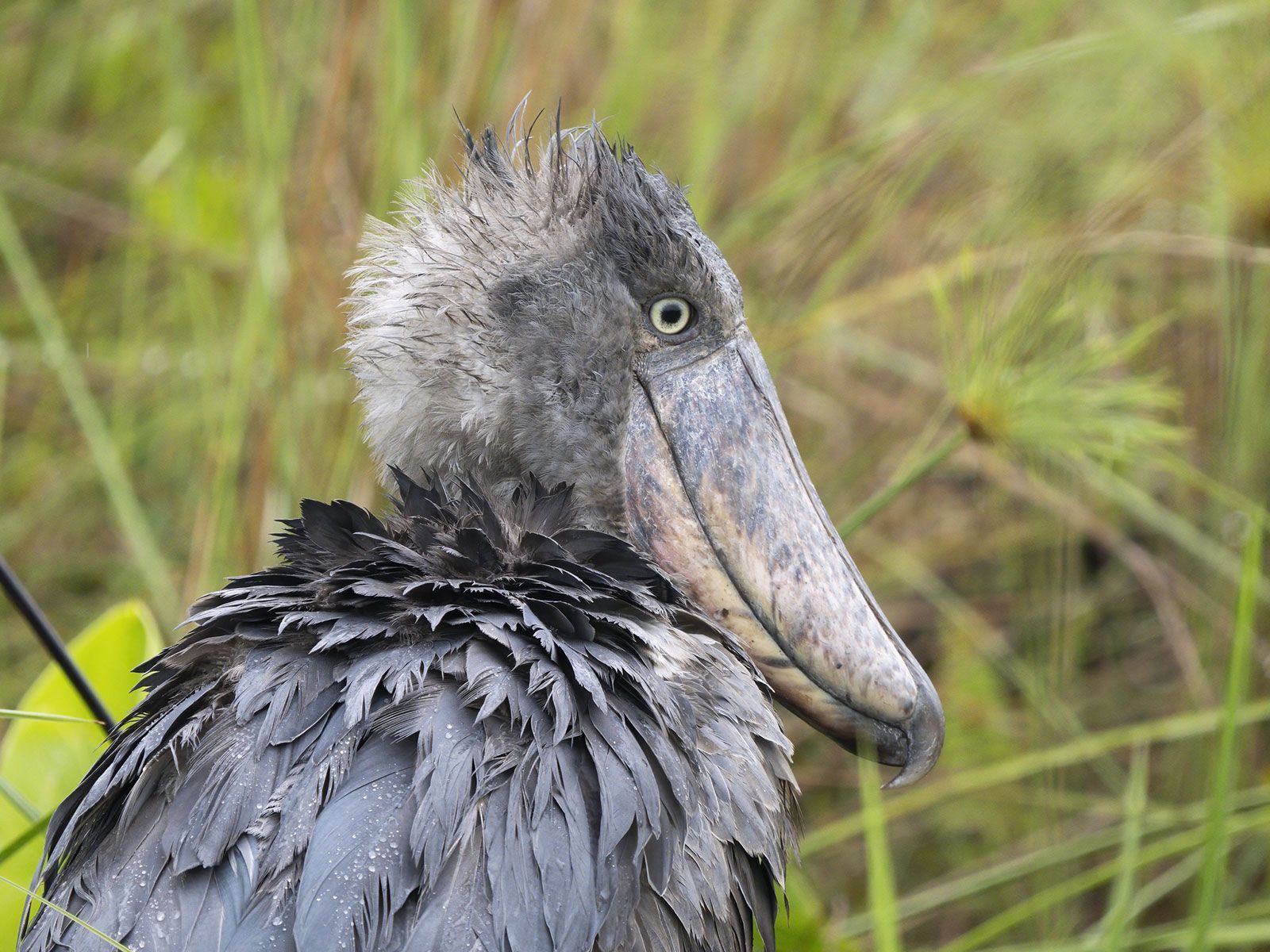 1600x1200 ShoeBill Stork In Uganda Mabamba Swamp