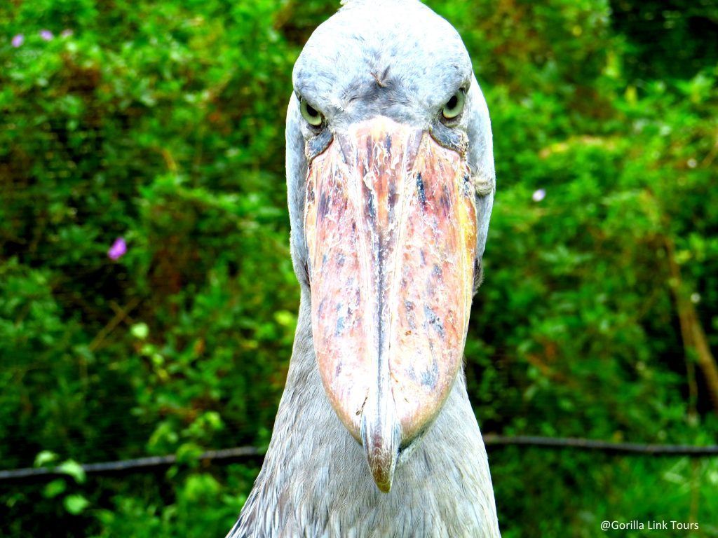1024x768 Shoebill stork Safaris in Uganda that