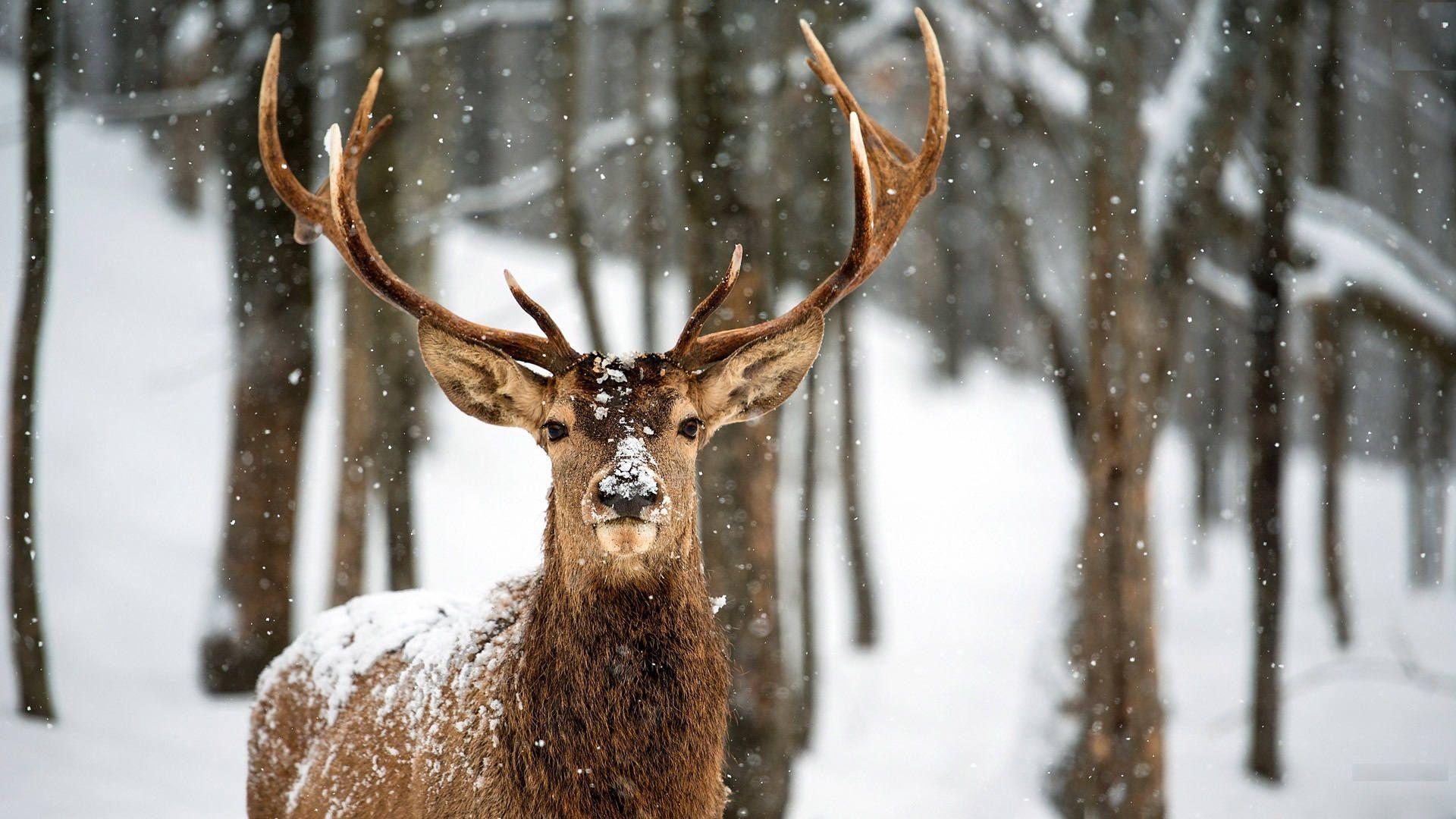 1920x1080 Deer Wallpaper HD