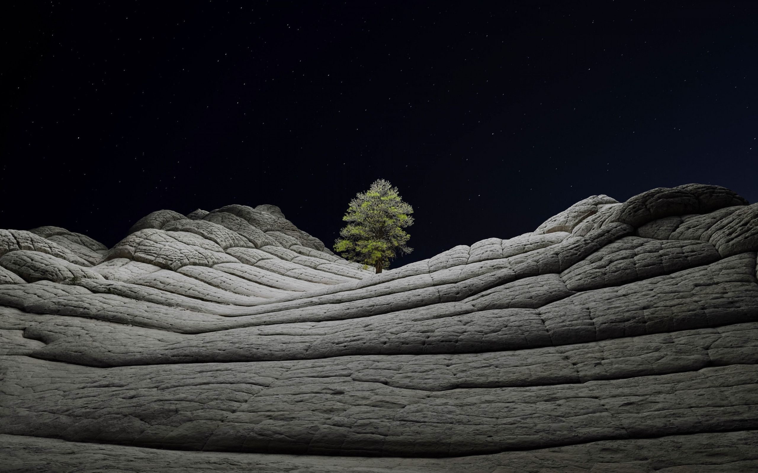 2560x1600 Desert tree in the cold night 2560x1600