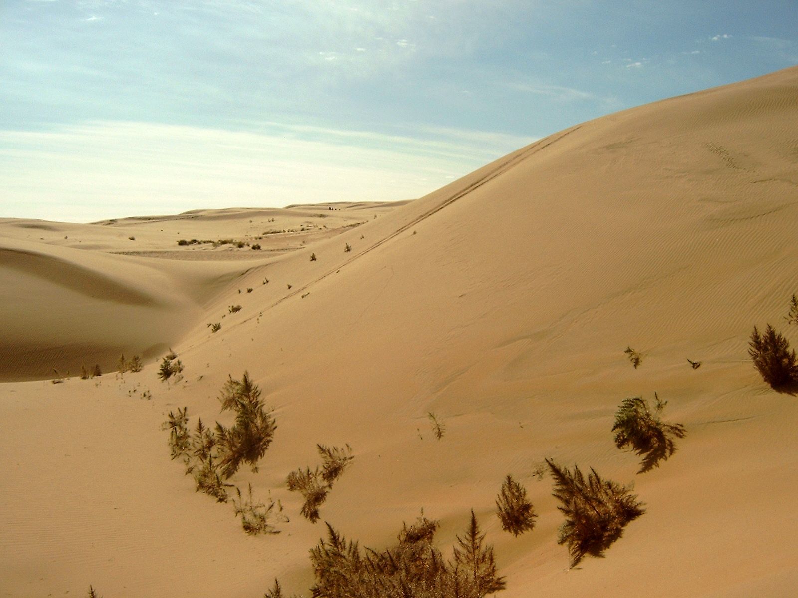 1600x1200 Gobi Desert. Map, Plants, Animals