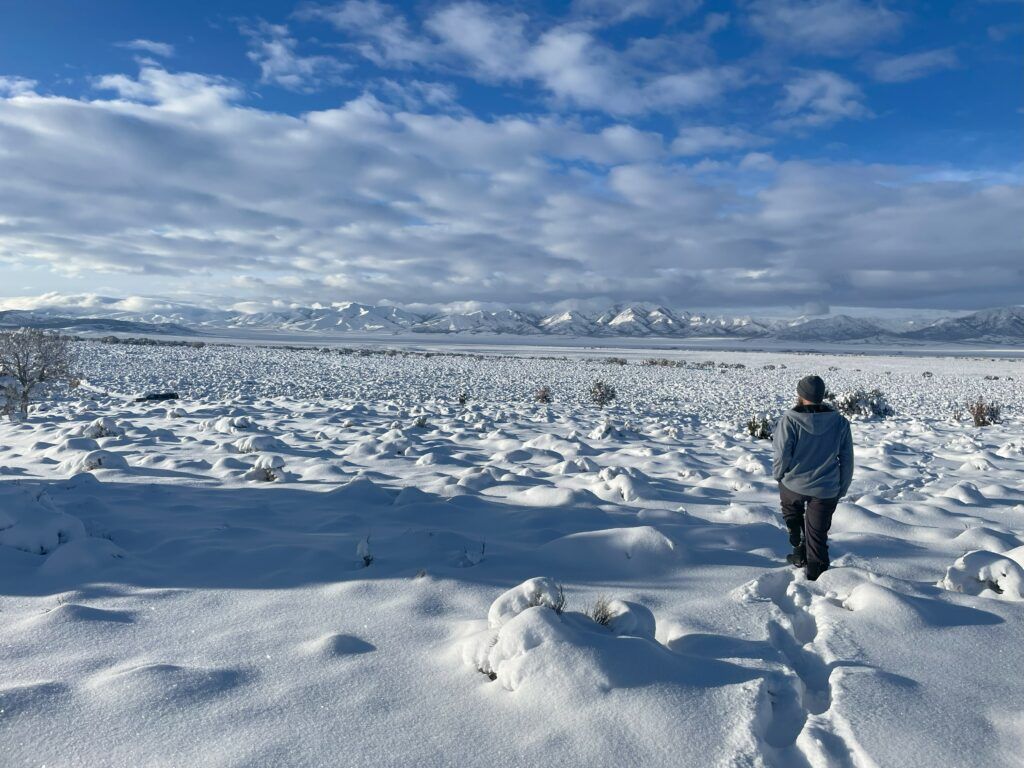 1024x768 Golden Eagle Winter Feeding Field