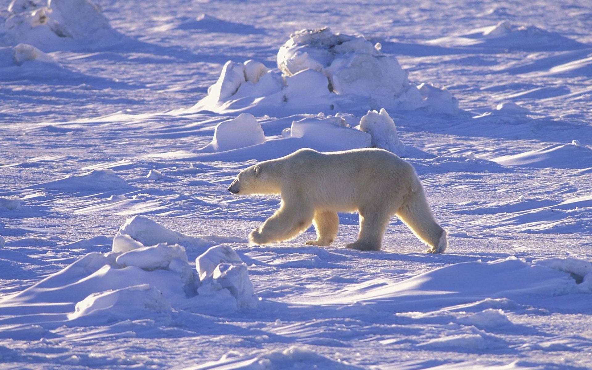 1920x1200 Wallpaper snow, desert, polar bear