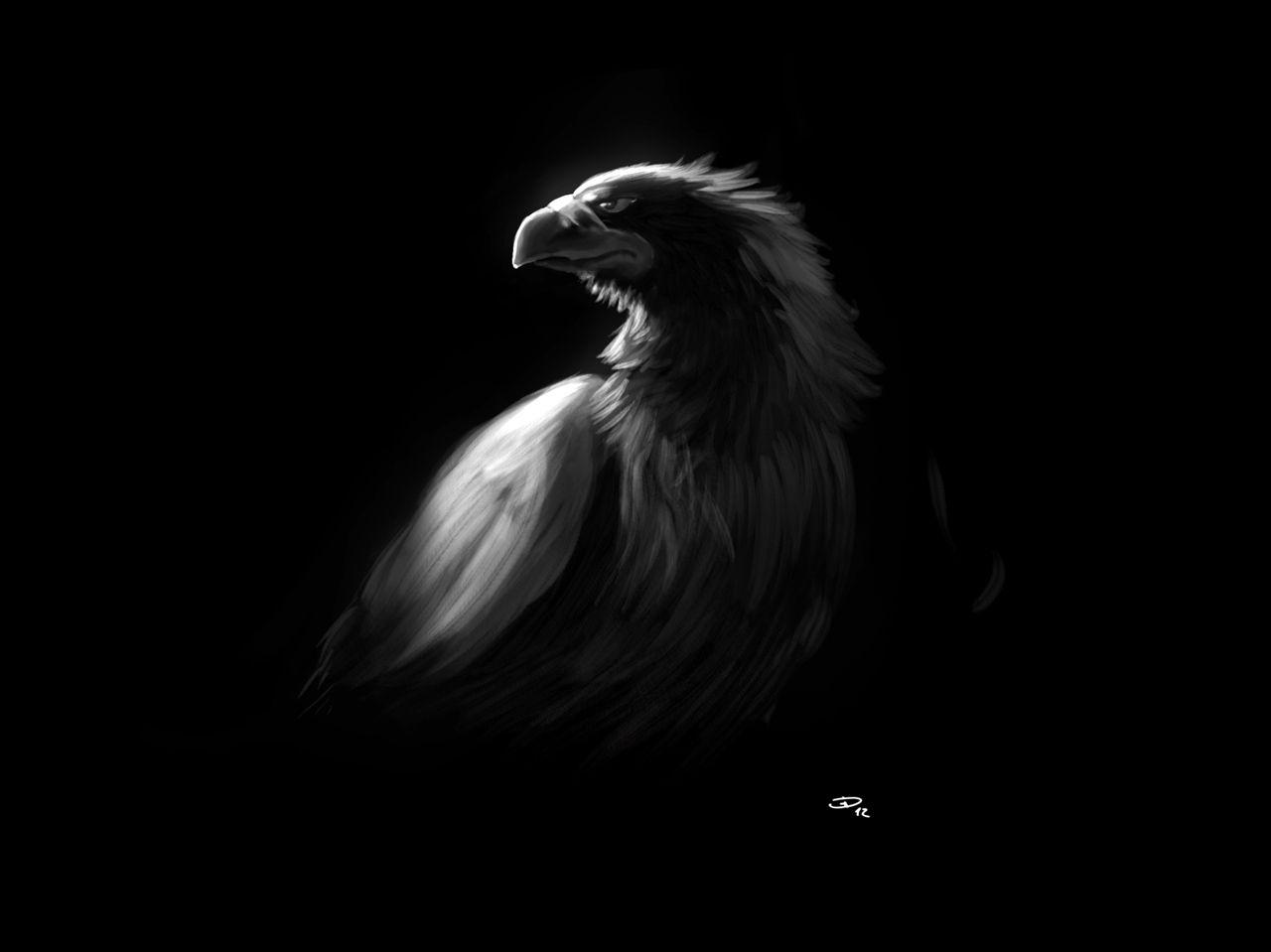 eagle wallpaper black