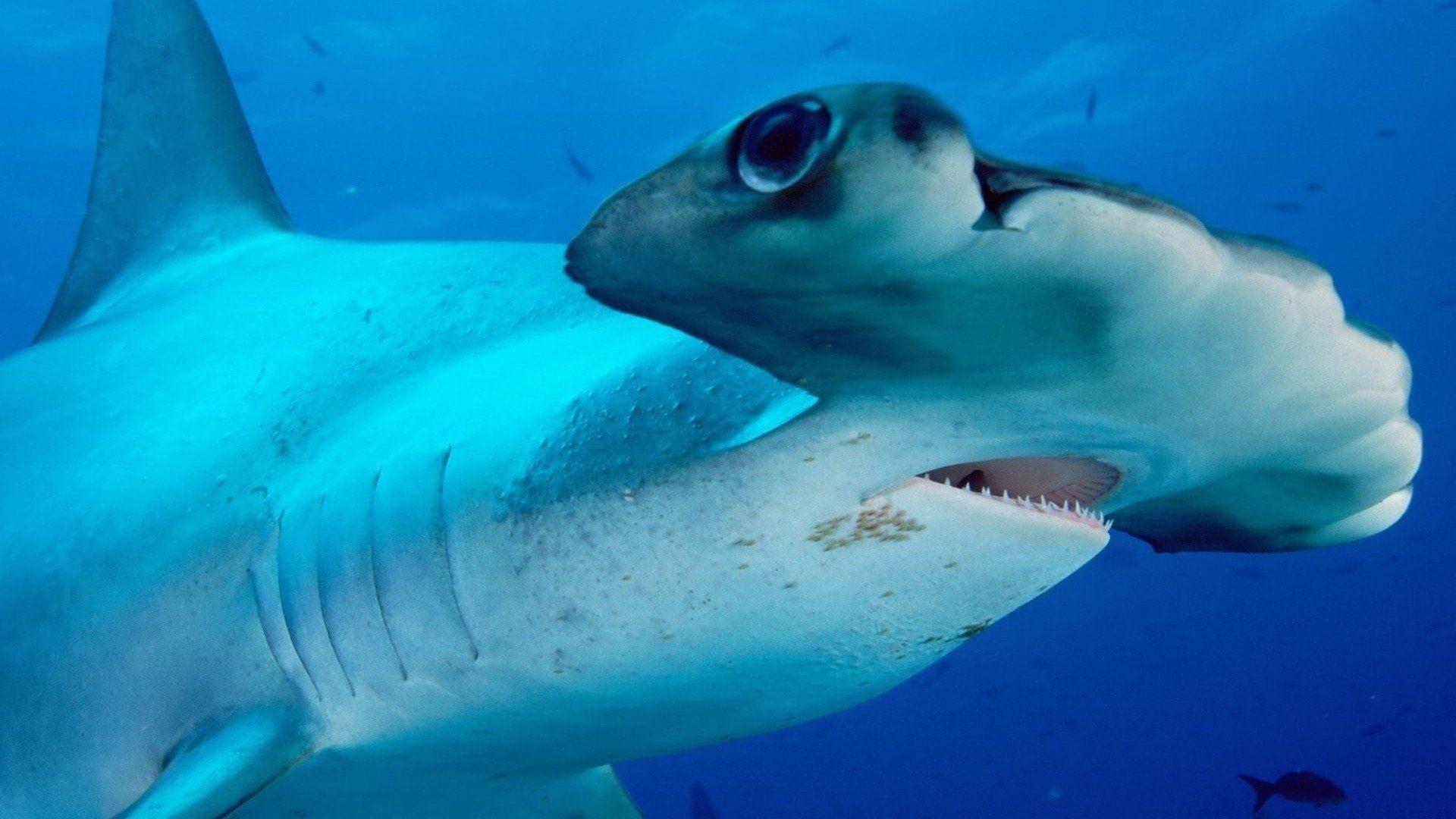 1920x1080 Hammerhead Shark HD Wallpaper