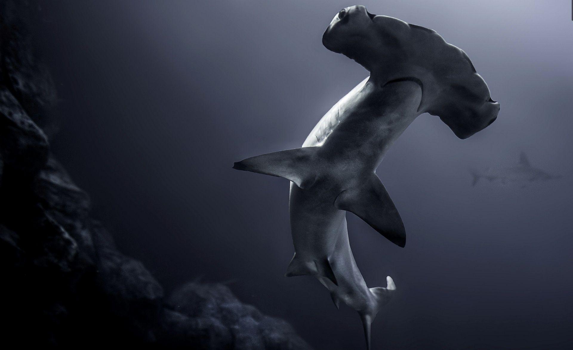 Hammerhead Shark Wallpapers - Top Free Hammerhead Shark Backgrounds