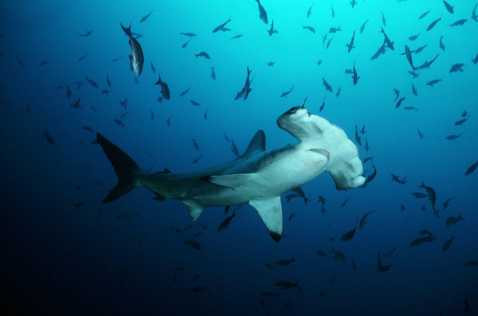 Hammerhead Wallpapers - Top Free Hammerhead Backgrounds - WallpaperAccess