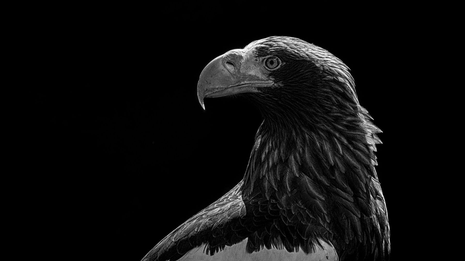 Black Eagle Wallpapers - Top Free Black Eagle Backgrounds - WallpaperAccess