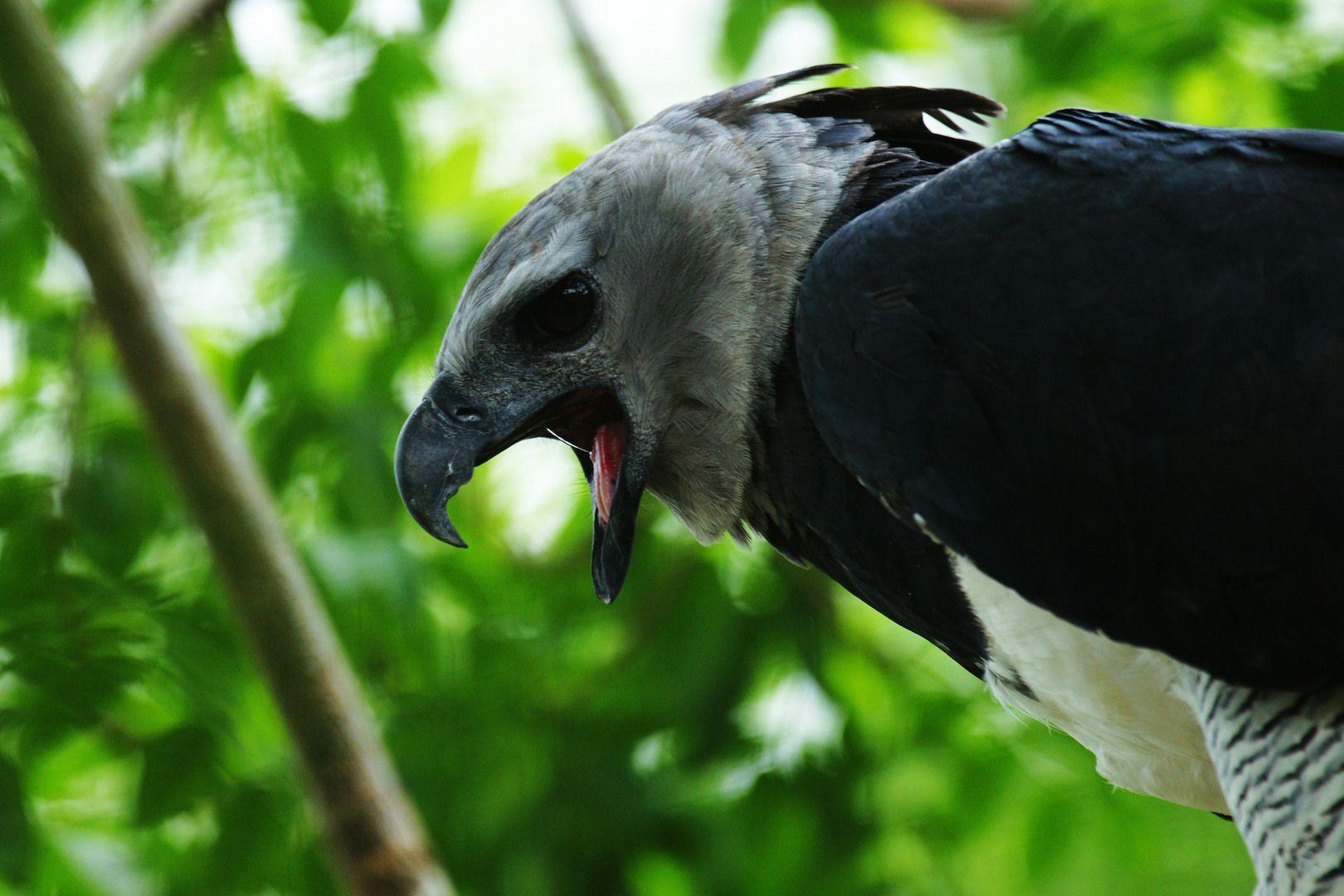 Harpy Eagle Wallpapers - Top Free Harpy Eagle Backgrounds - WallpaperAccess