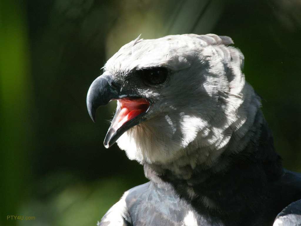 1024x768 Harpy Eagle Panama 01. PANAMA. Eagle wallpaper, Harpy