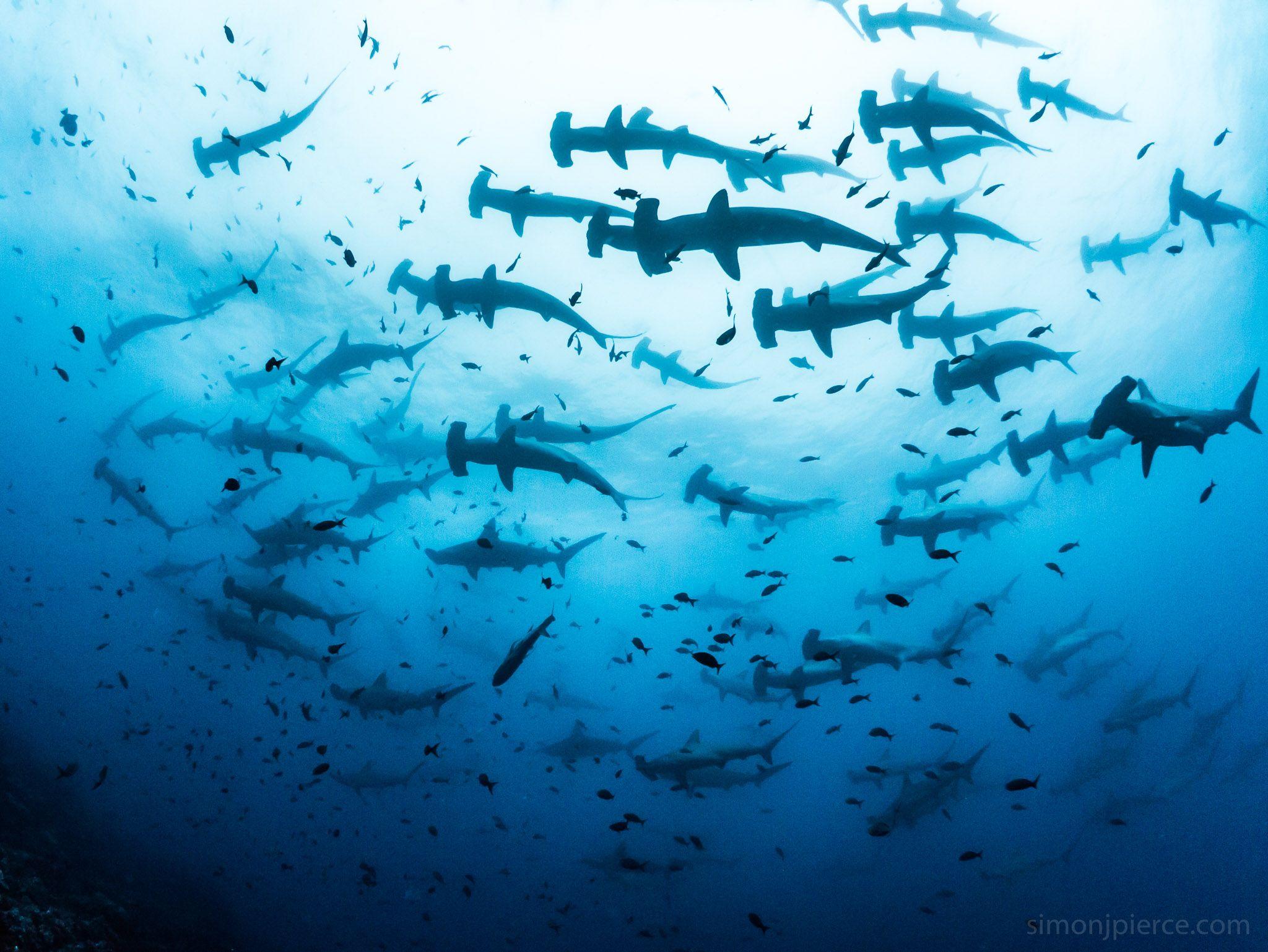 2048x1538 Hammerhead Shark Sharks Blue Fish HD wallpaper