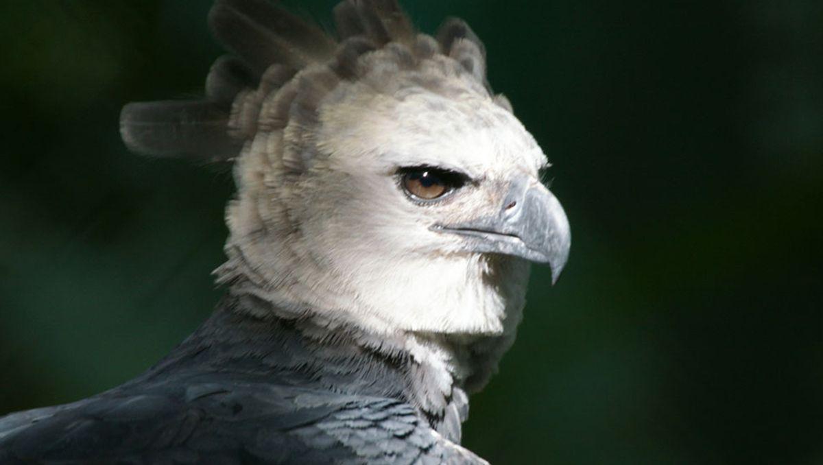 1200x678 Image result for harpy eagle. Harpy eagle, Eagle wallpaper
