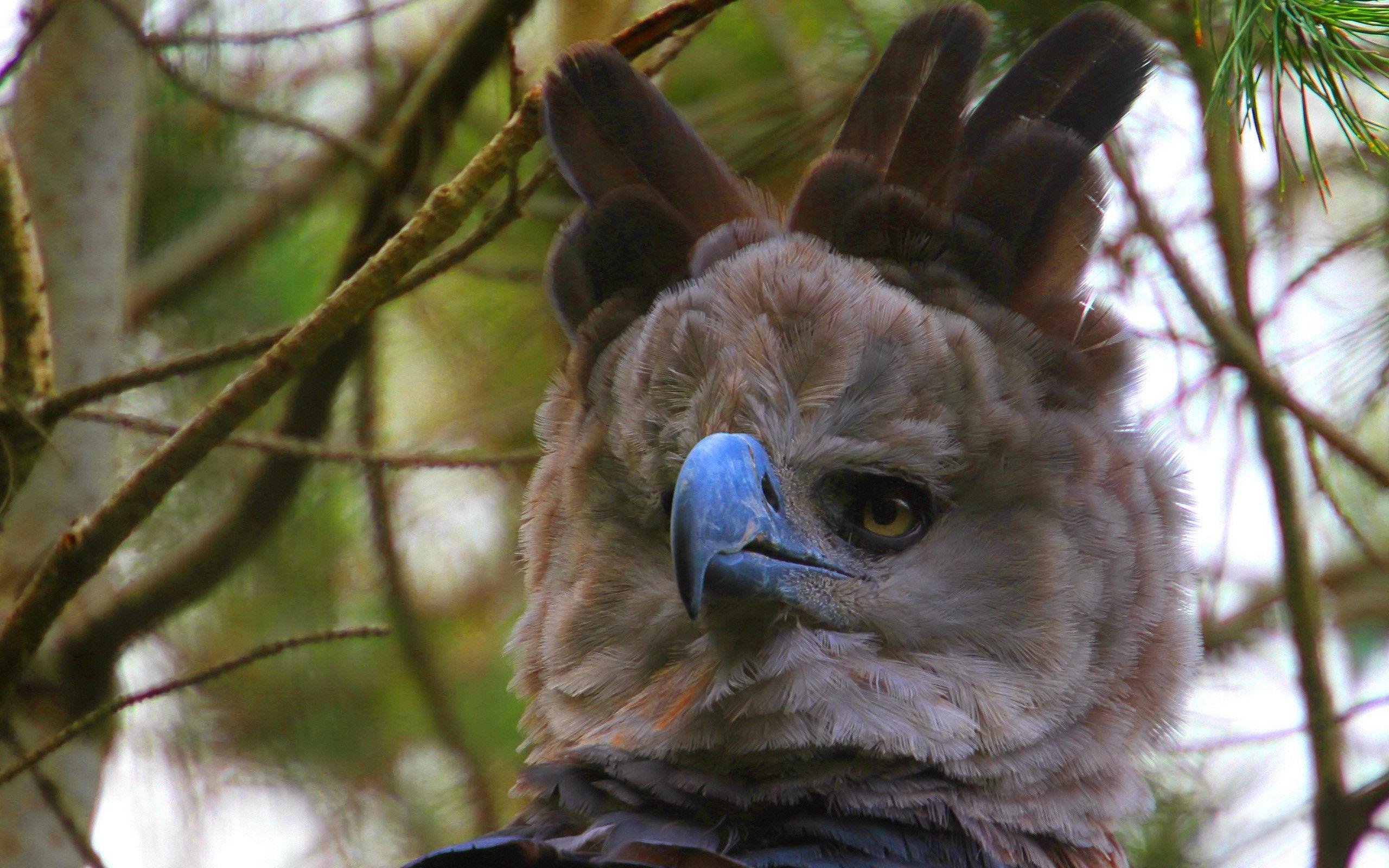 2560x1600 harpy, Eagle Wallpaper HD / Desktop and Mobile Background