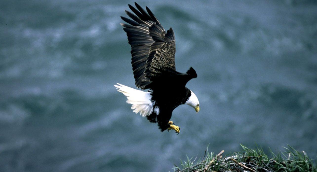Black Eagle Wallpapers Top Free Black Eagle Backgrounds WallpaperAccess