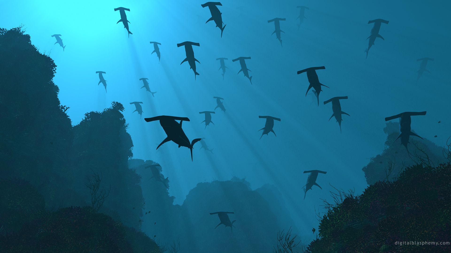 1920x1080 Hammerhead Shark Wallpaper Free #U0D. Animals. Hammerhead