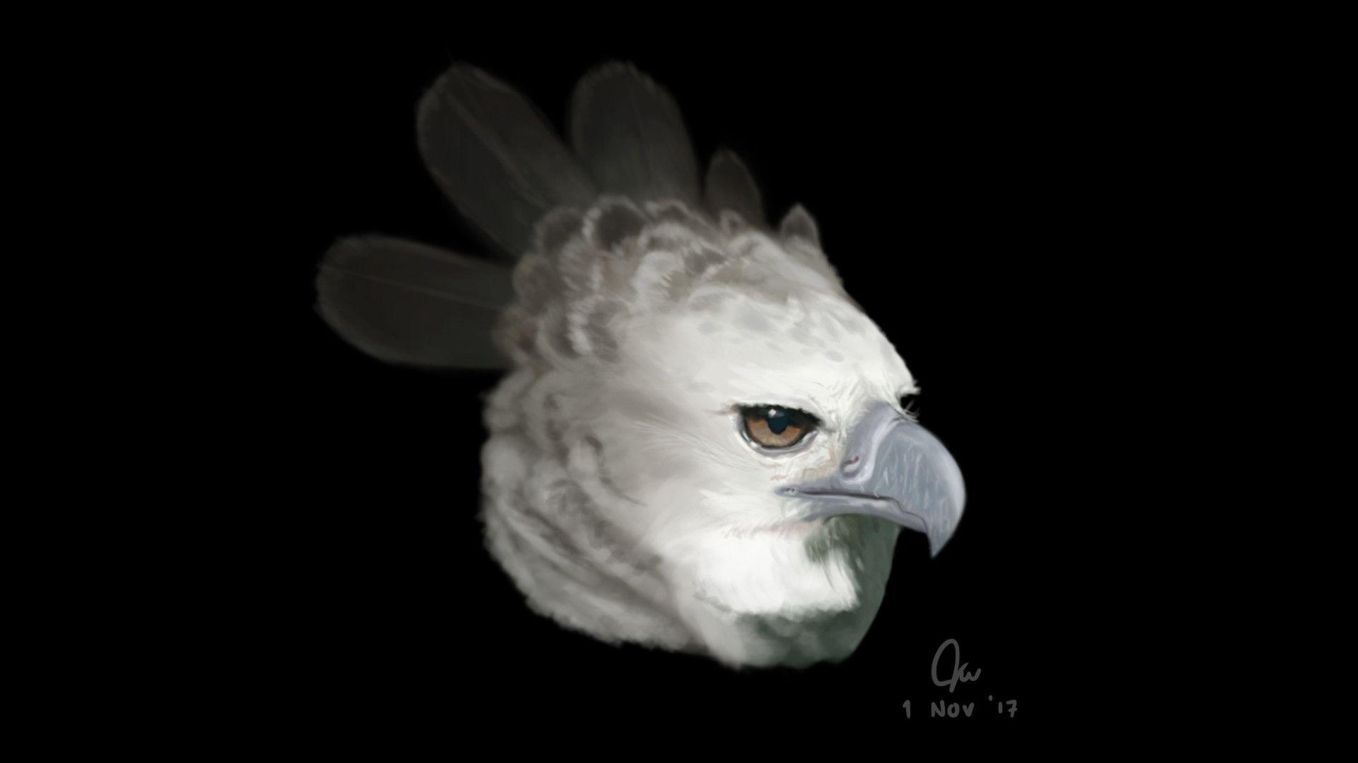 Harpy Eagle Wallpapers Top Free Harpy Eagle Backgrounds Images, Photos, Reviews