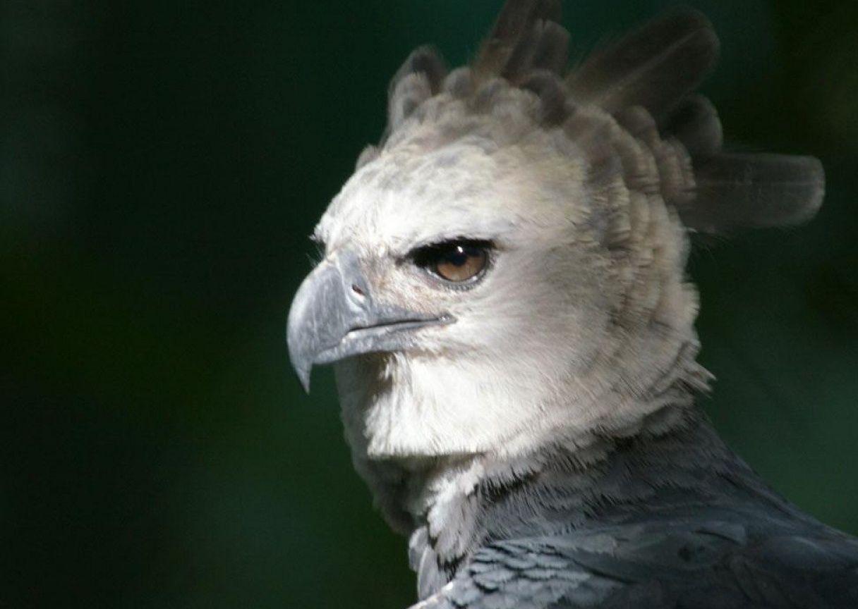 Harpy Eagle Wallpapers - Top Free Harpy Eagle Backgrounds - WallpaperAccess