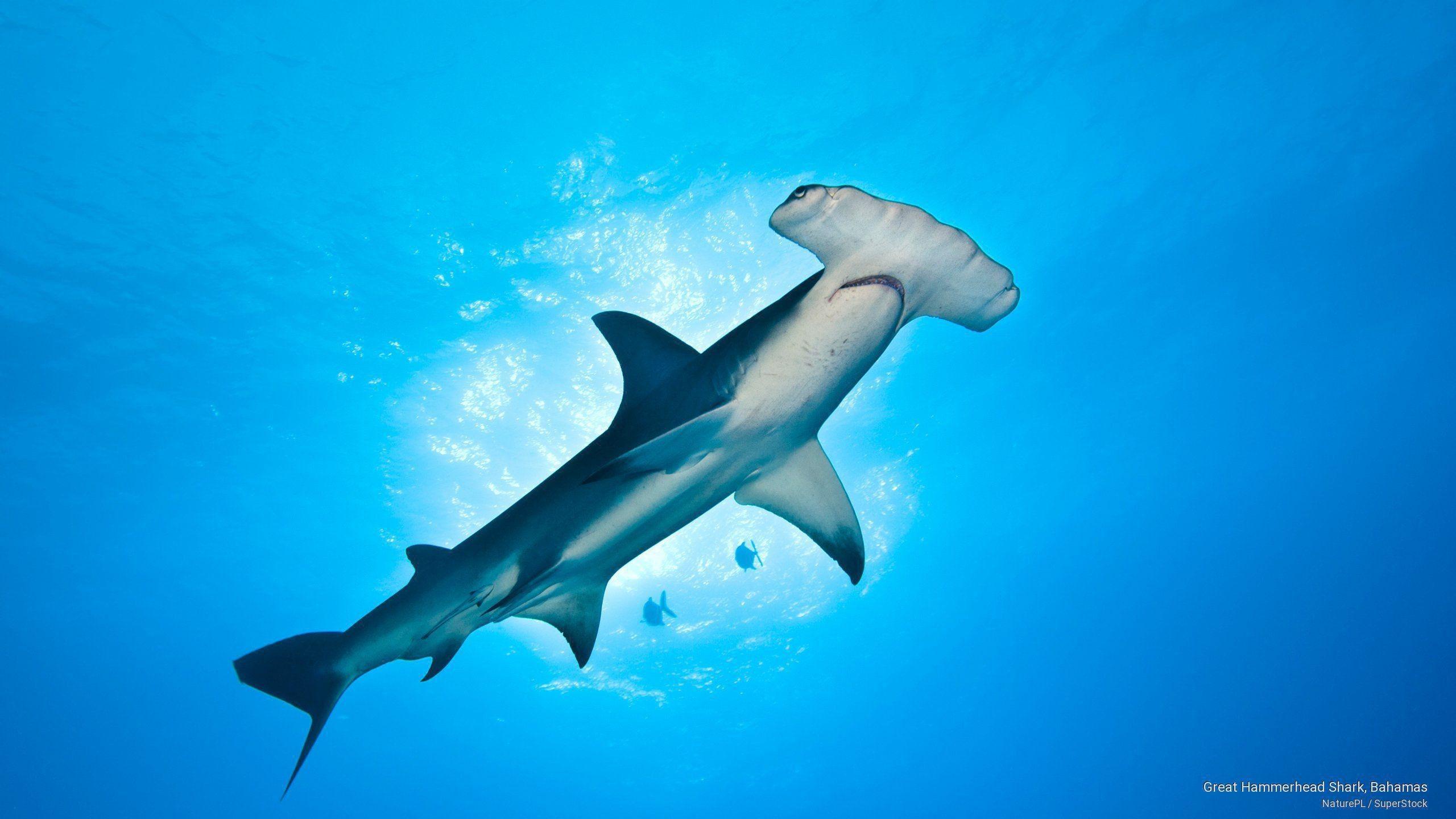 Hammerhead Wallpapers - Top Free Hammerhead Backgrounds - WallpaperAccess