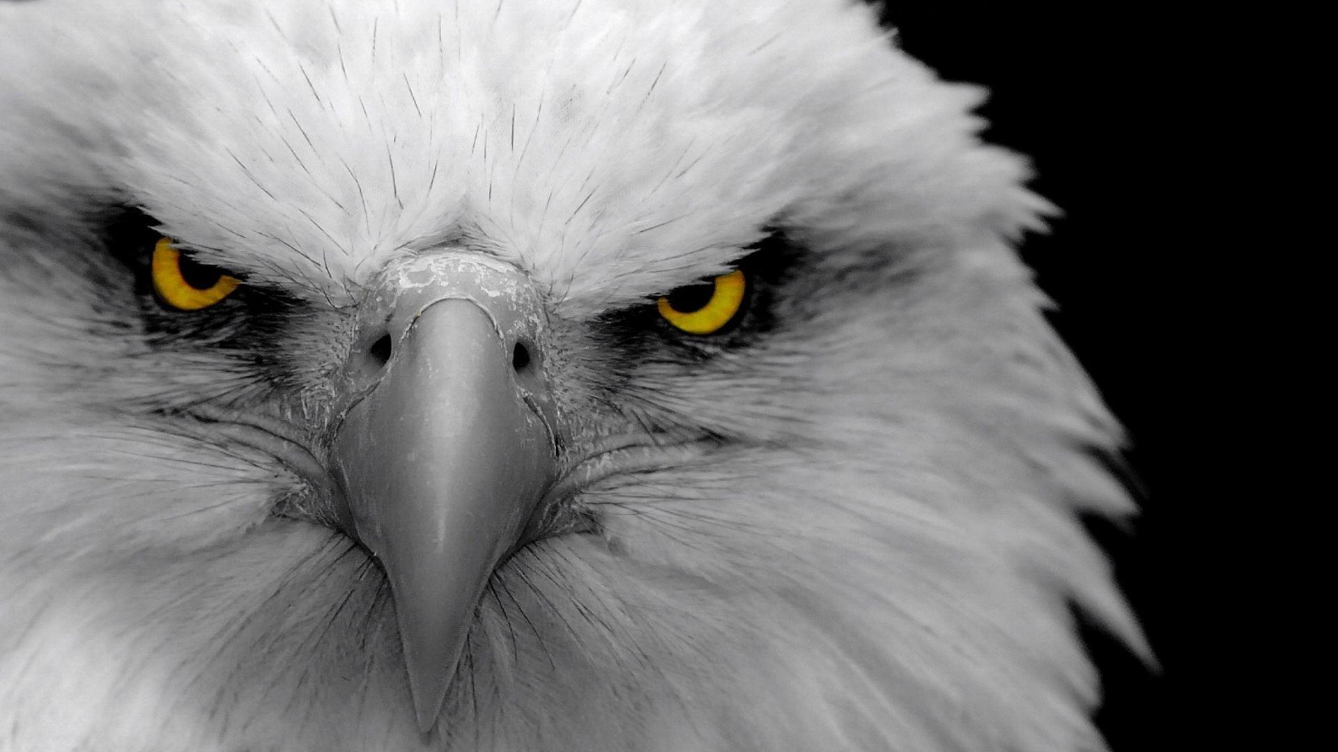 Black Eagle Wallpapers - Top Free Black Eagle Backgrounds - WallpaperAccess