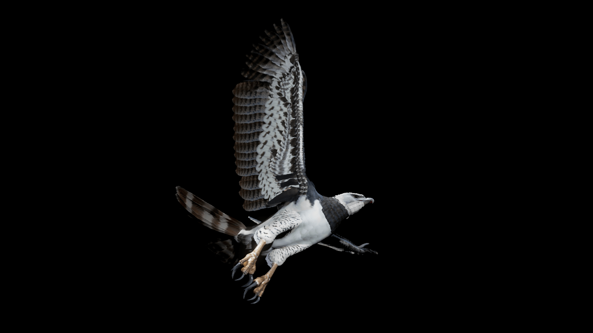 1920x1080 Harpy Eagle by Junnichi Suko in Characters