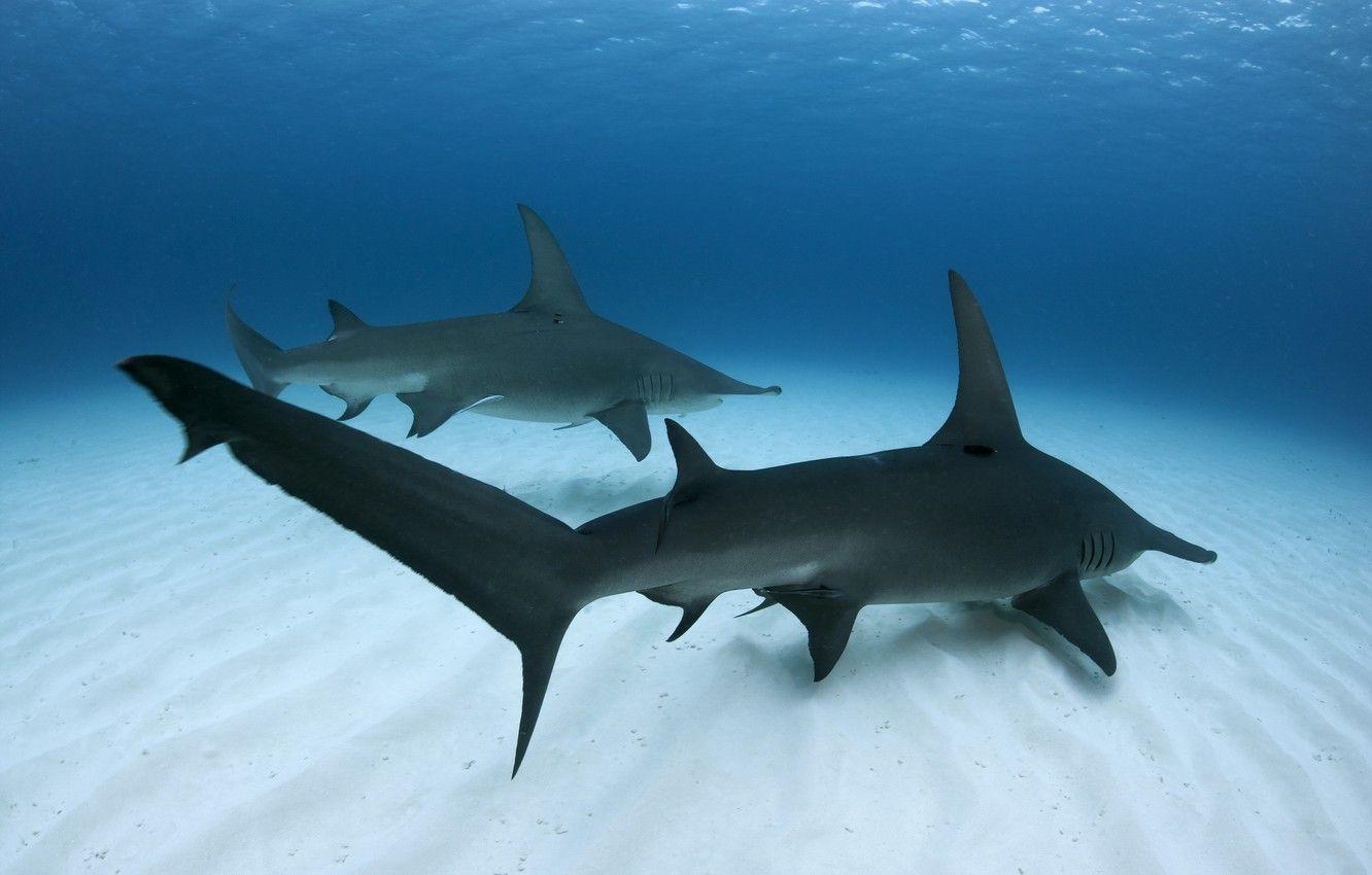 1332x850 Wallpaper sea, fish, Great Hammerhead Shark image for desktop, section животные
