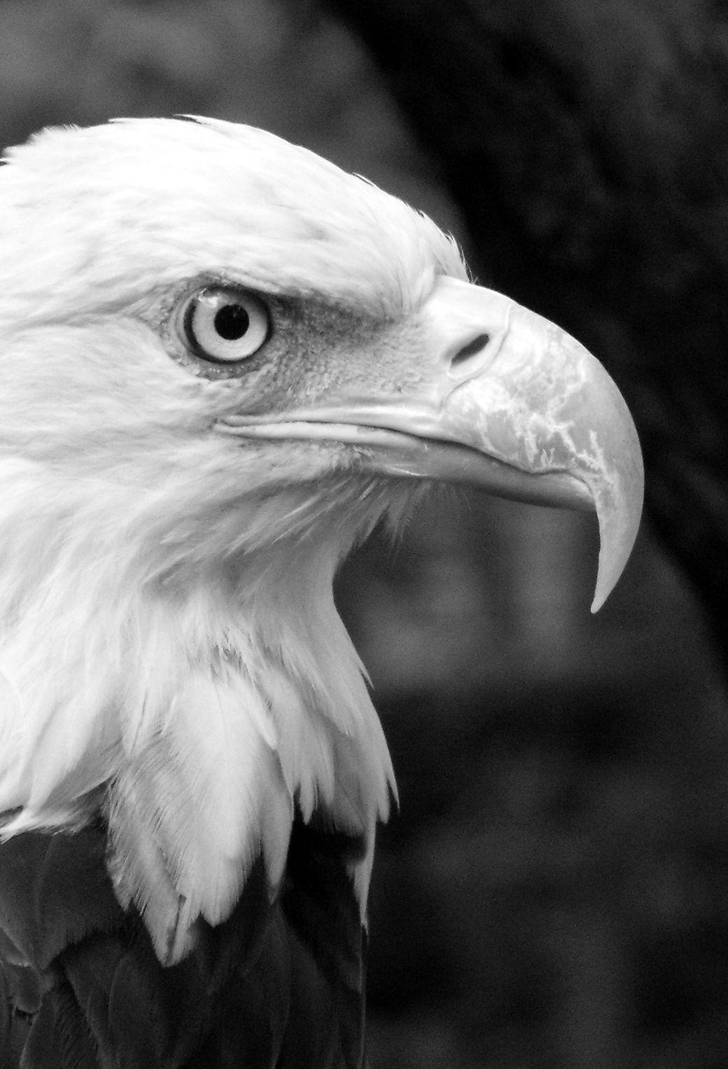 Black Eagle Wallpapers - Top Free Black Eagle Backgrounds - WallpaperAccess