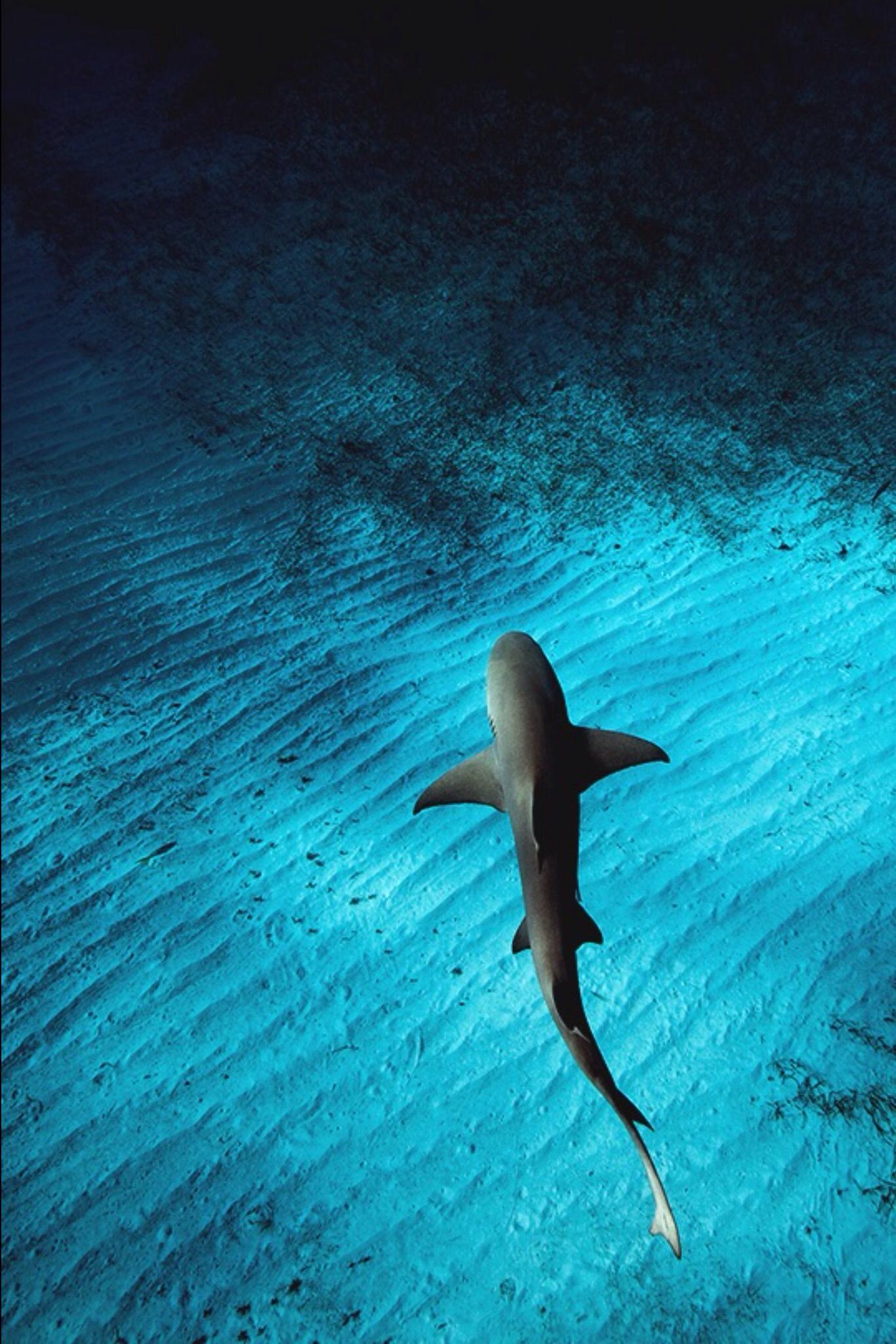 Wallpaper ID 449041  Animal Shark Phone Wallpaper Underwater Fish  720x1280 free download