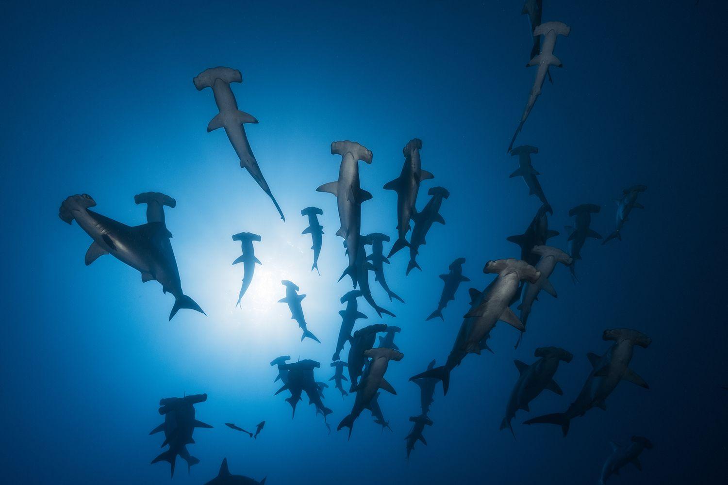 Hammerhead Wallpapers - Top Free Hammerhead Backgrounds - WallpaperAccess