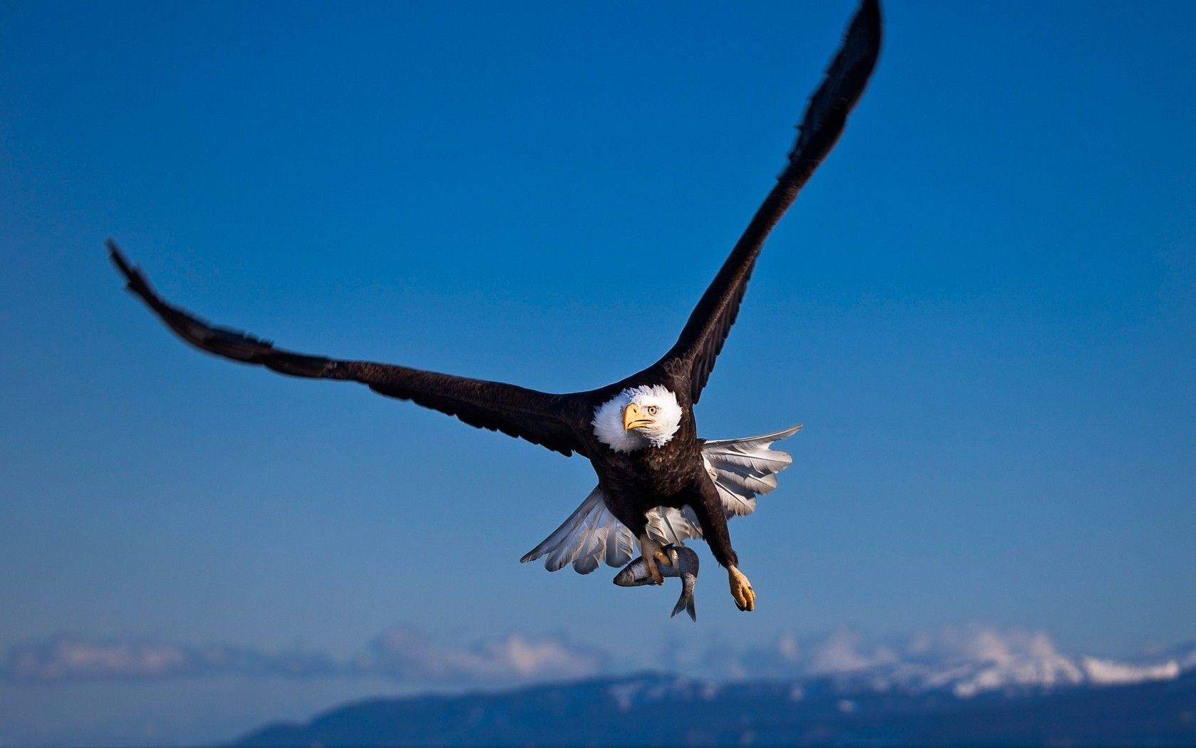 1680x1050 Hd Wallpaper Eagle In The Souring 1920x1080