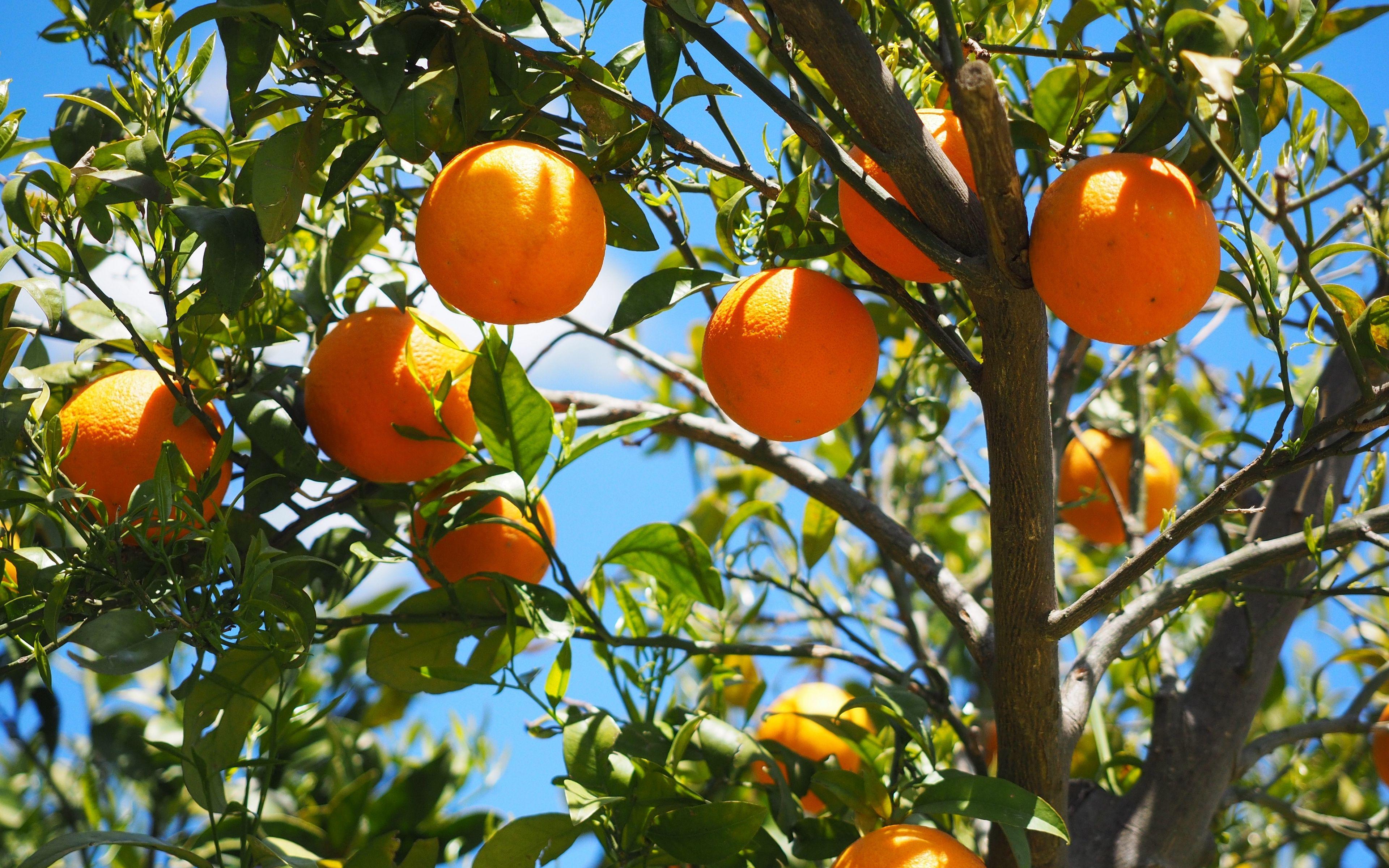 3840x2400 Download wallpaper 3840x2400 oranges, fruit, orange tree