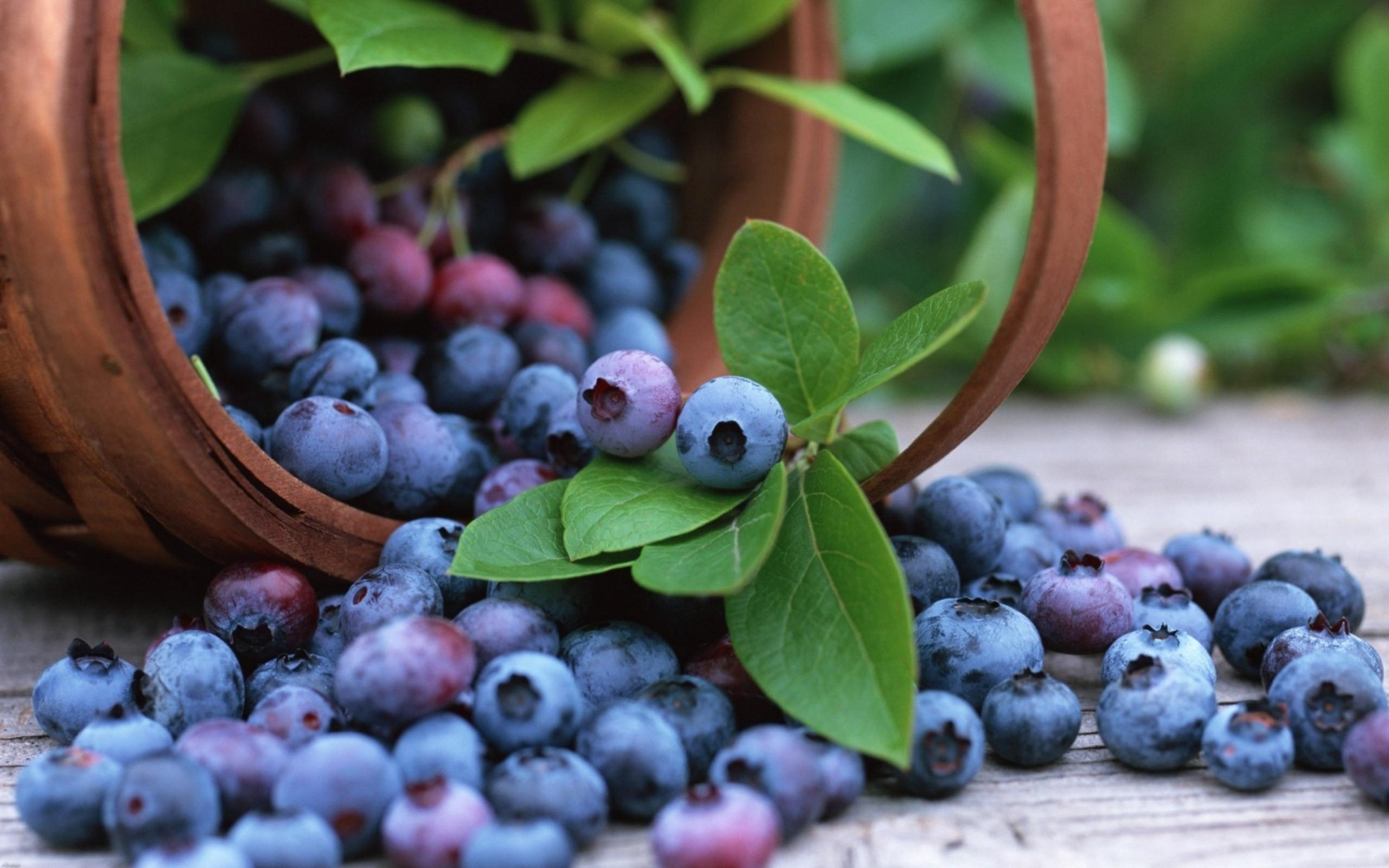 2560x1600 Blueberry Wallpaper for Android