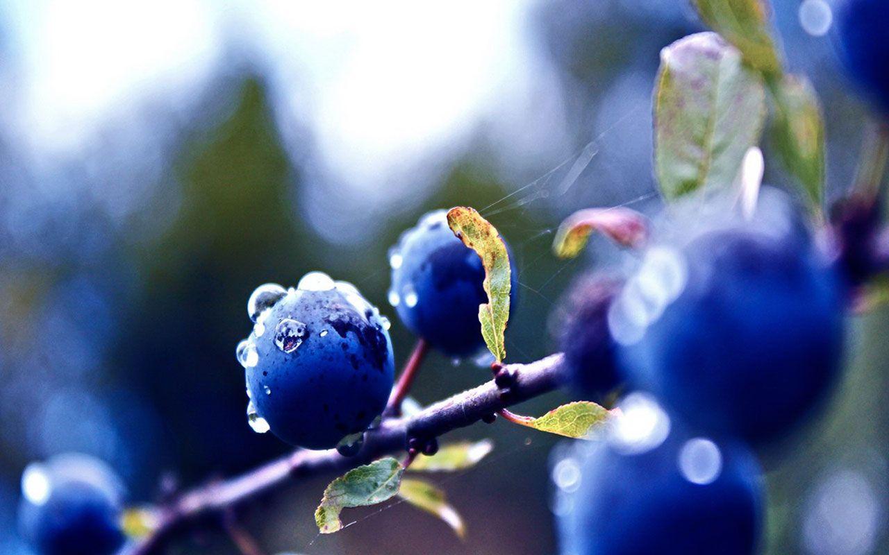 1280x800 Free Blueberry wallpaperx800