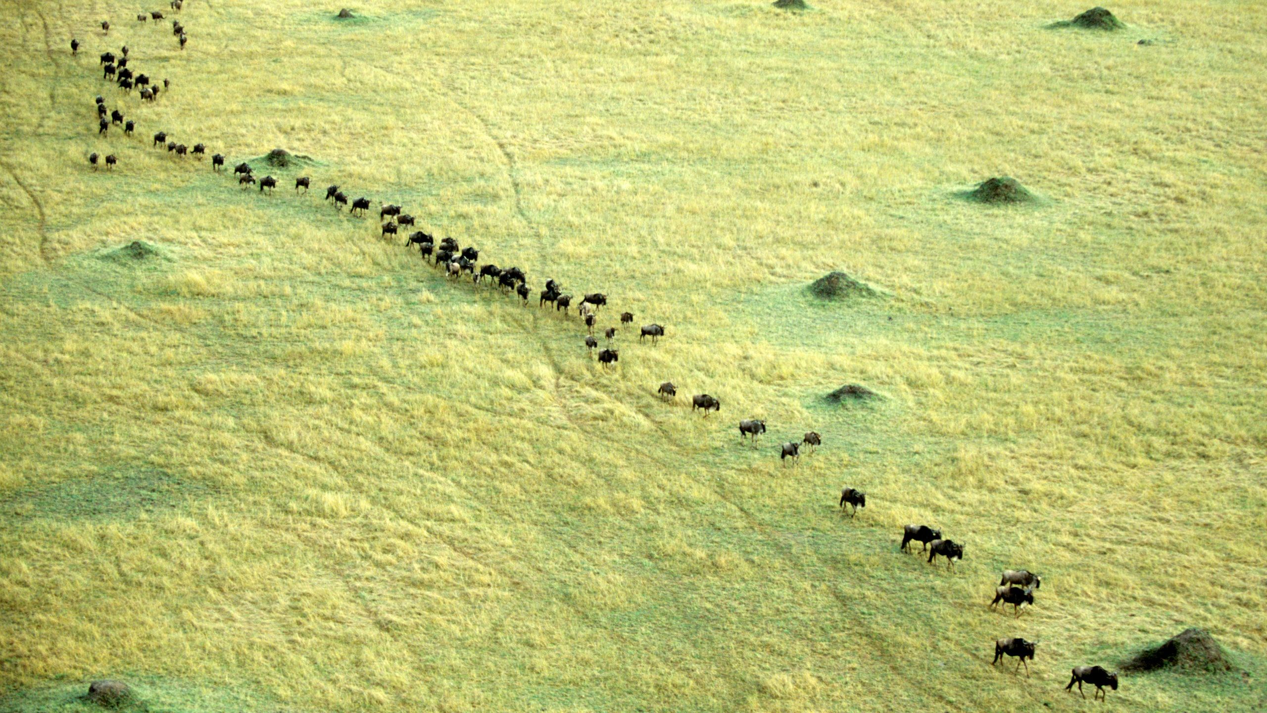 2560x1440 How to See the Great Migration. Condé