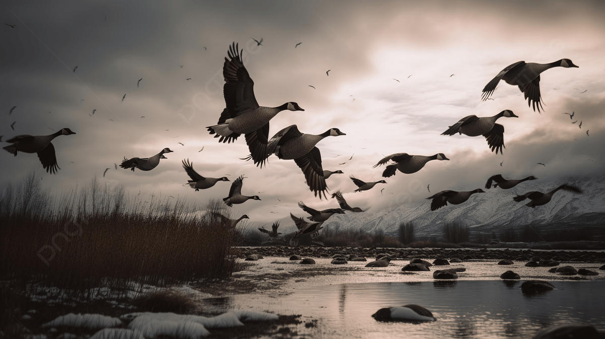 1200x673 Flock Of Geese Flying Over A Mountain