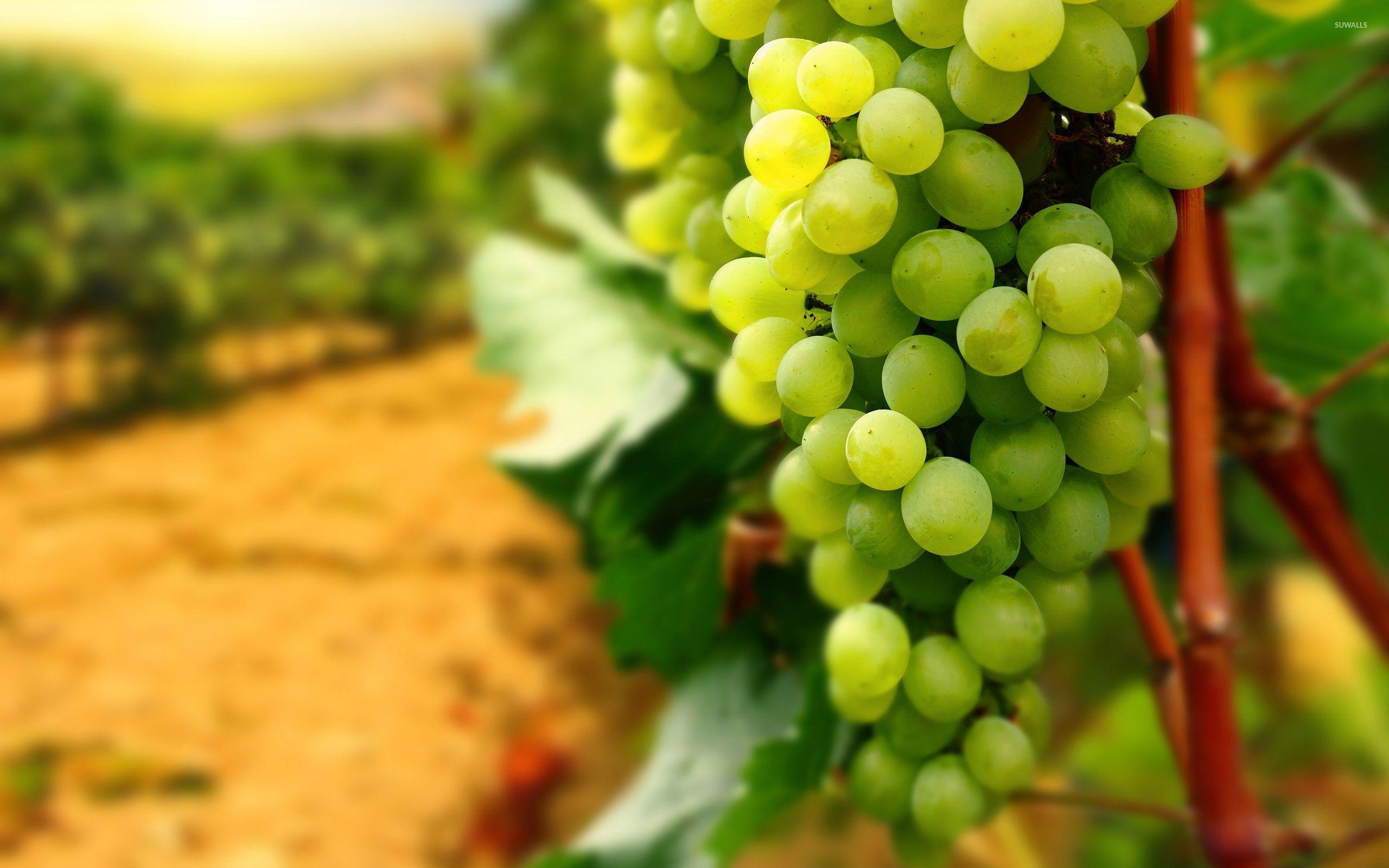 Grape Background Images HD Pictures and Wallpaper For Free Download   Pngtree