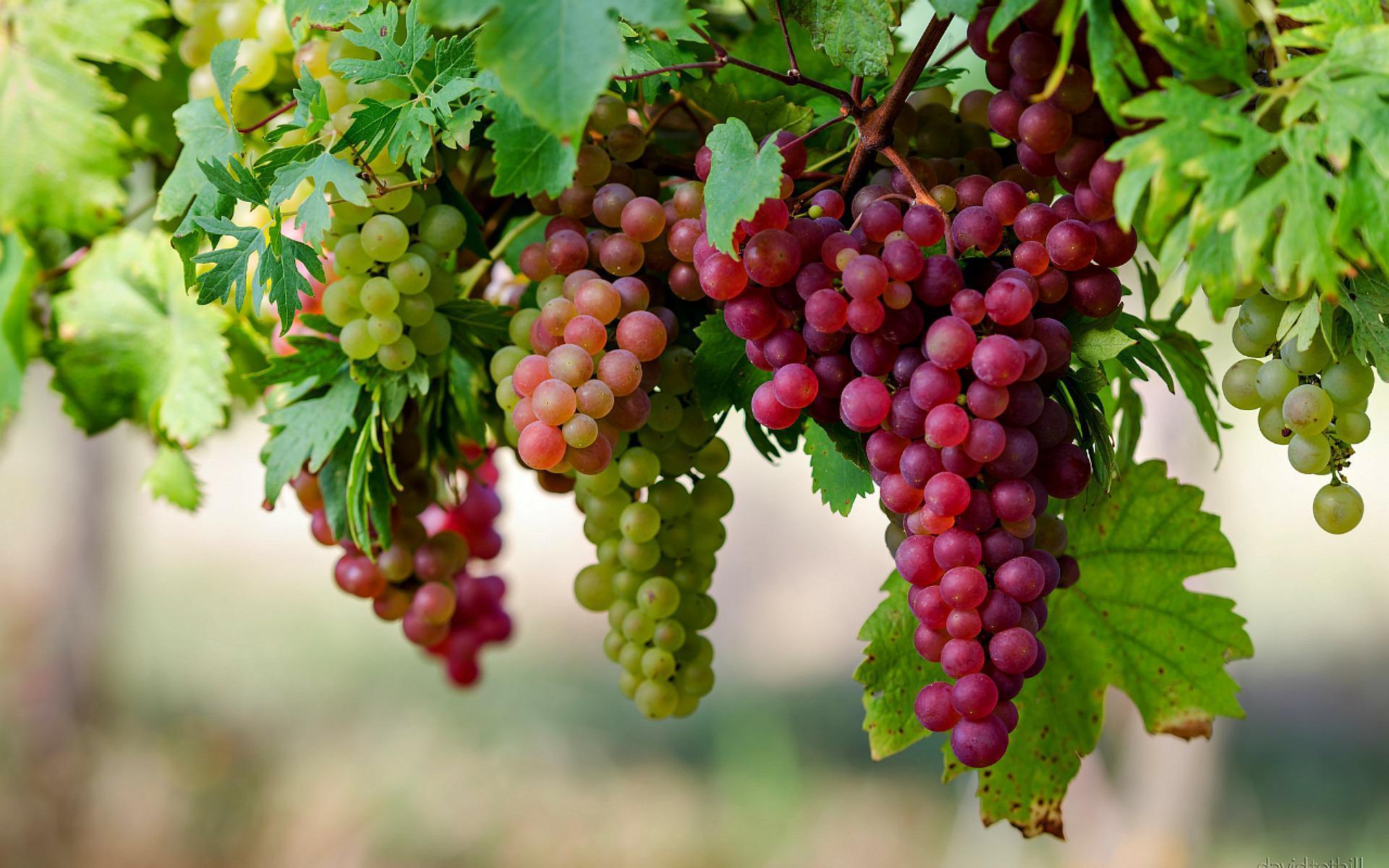 Wallpaper Grapes red grapes white grapes blue grape images for desktop  section еда  download