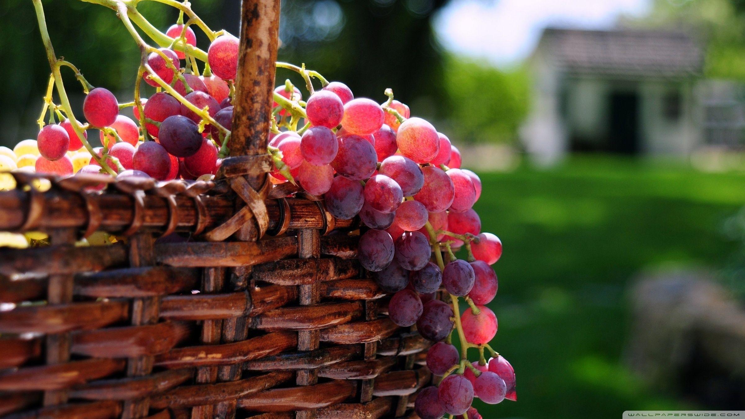 2400x1350 Grape Basket ❤ 4K HD Desktop Wallpaper for 4K Ultra HD TV