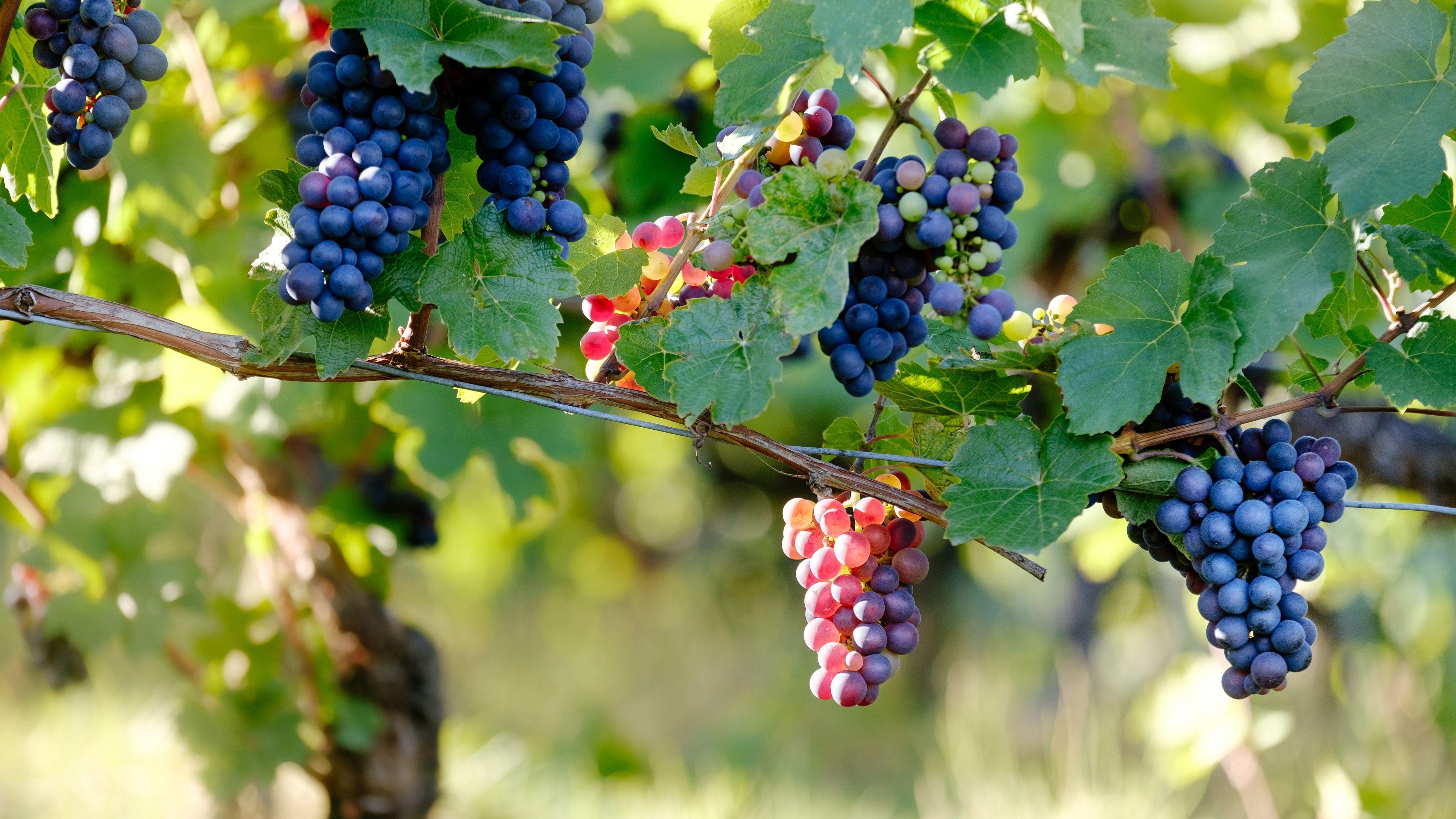 Grape Wallpapers - Top Free Grape Backgrounds - WallpaperAccess