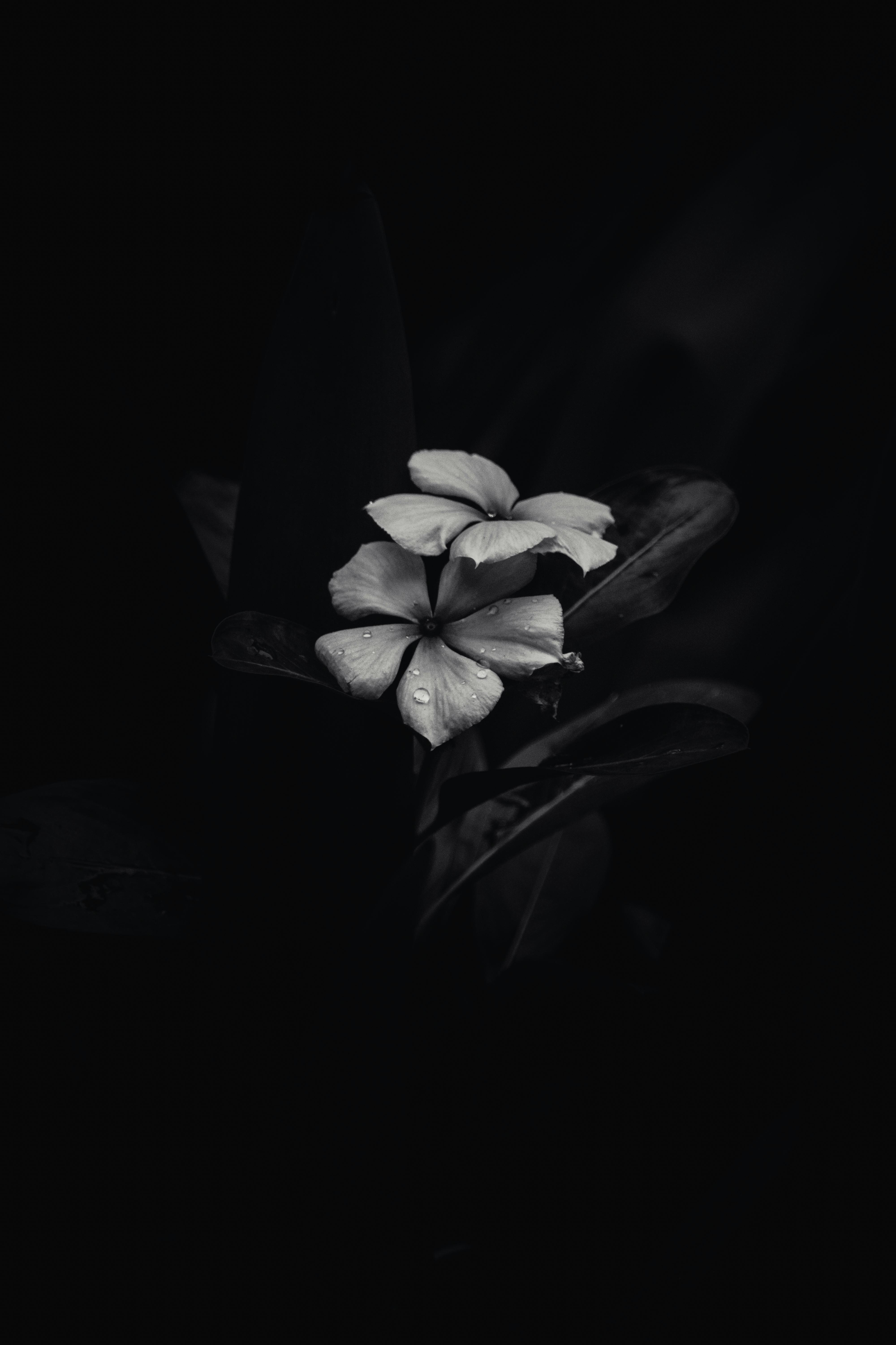 4000x6000 Black And White Wallpaper Photo