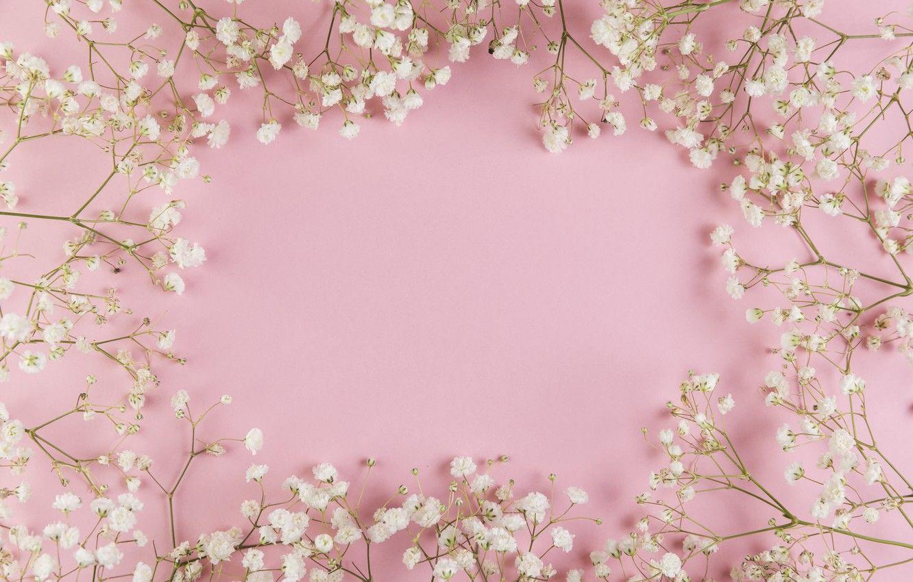 1332x850 Wallpaper flowers, white, white, pink background, pink