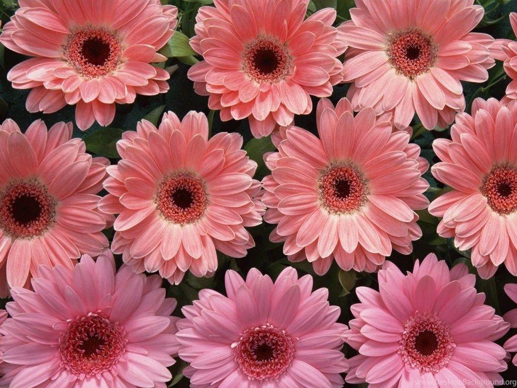 1024x768 Wallpaper: Pink Flowers Wallpaper Desktop Background
