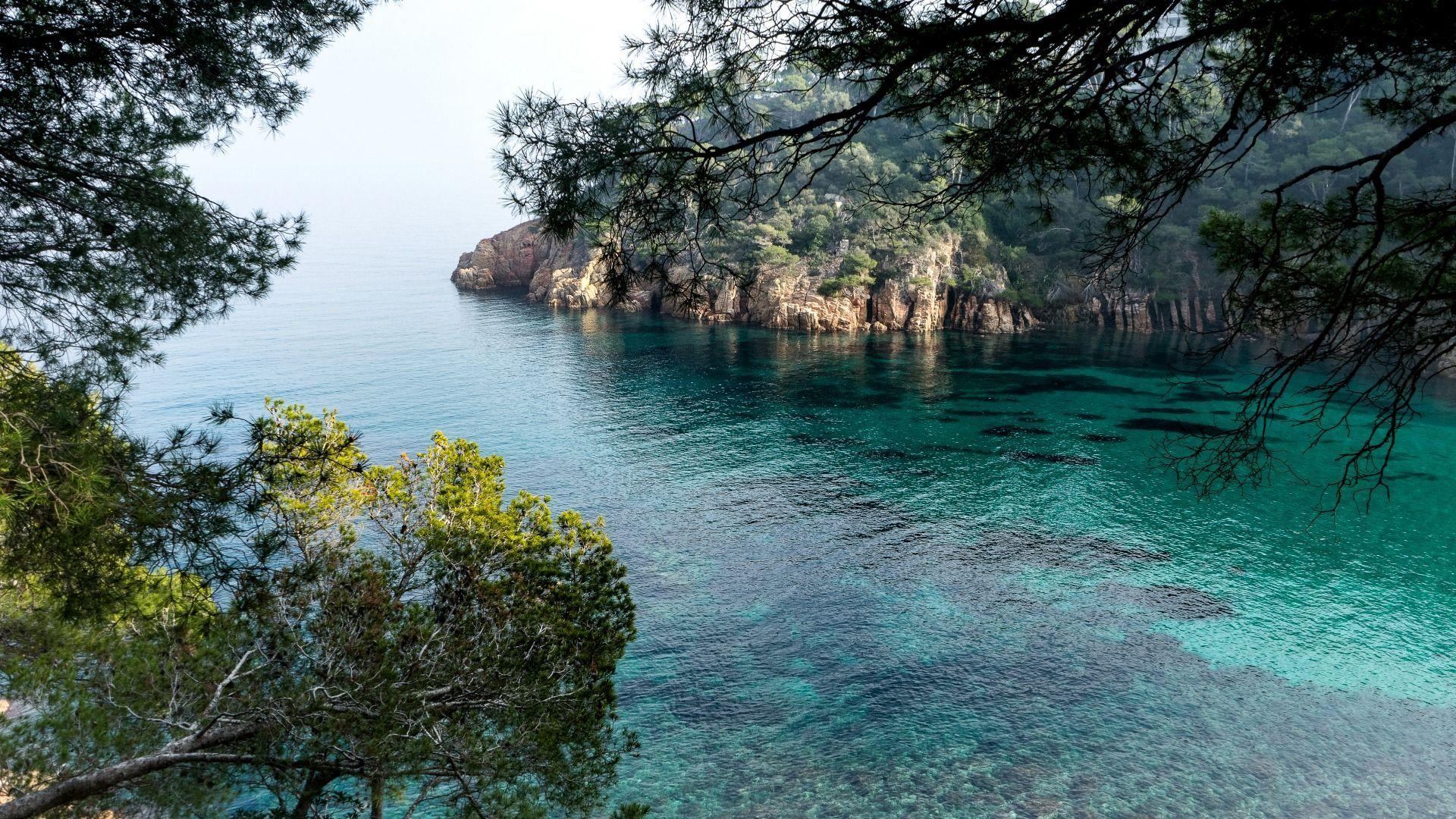 1920x1080 Download Wallpaper sea, trees, branches, rocks, shore, Bay