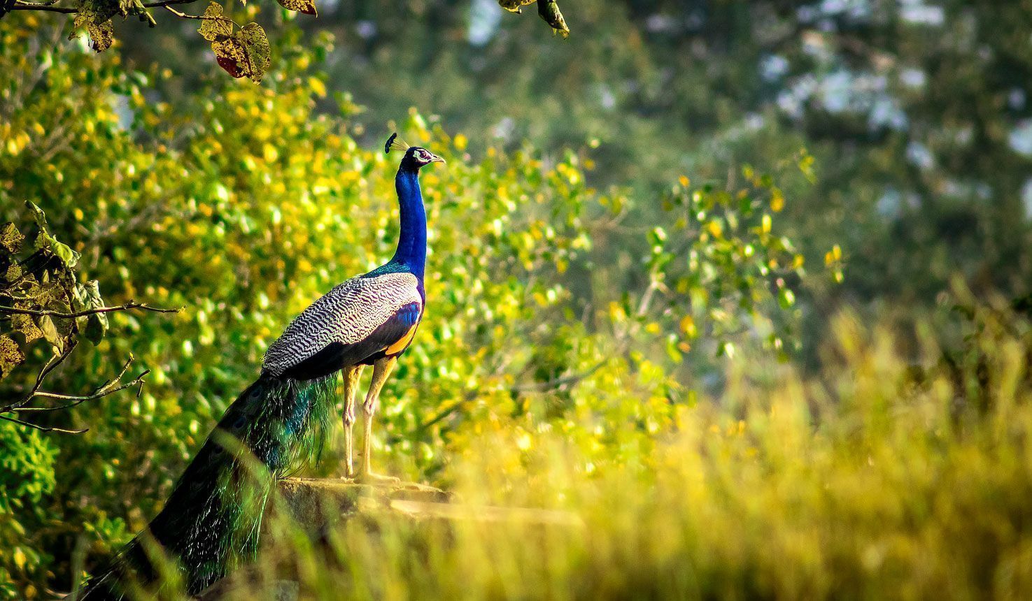 1475x860 Anuradhapura safaris with Africa Travel
